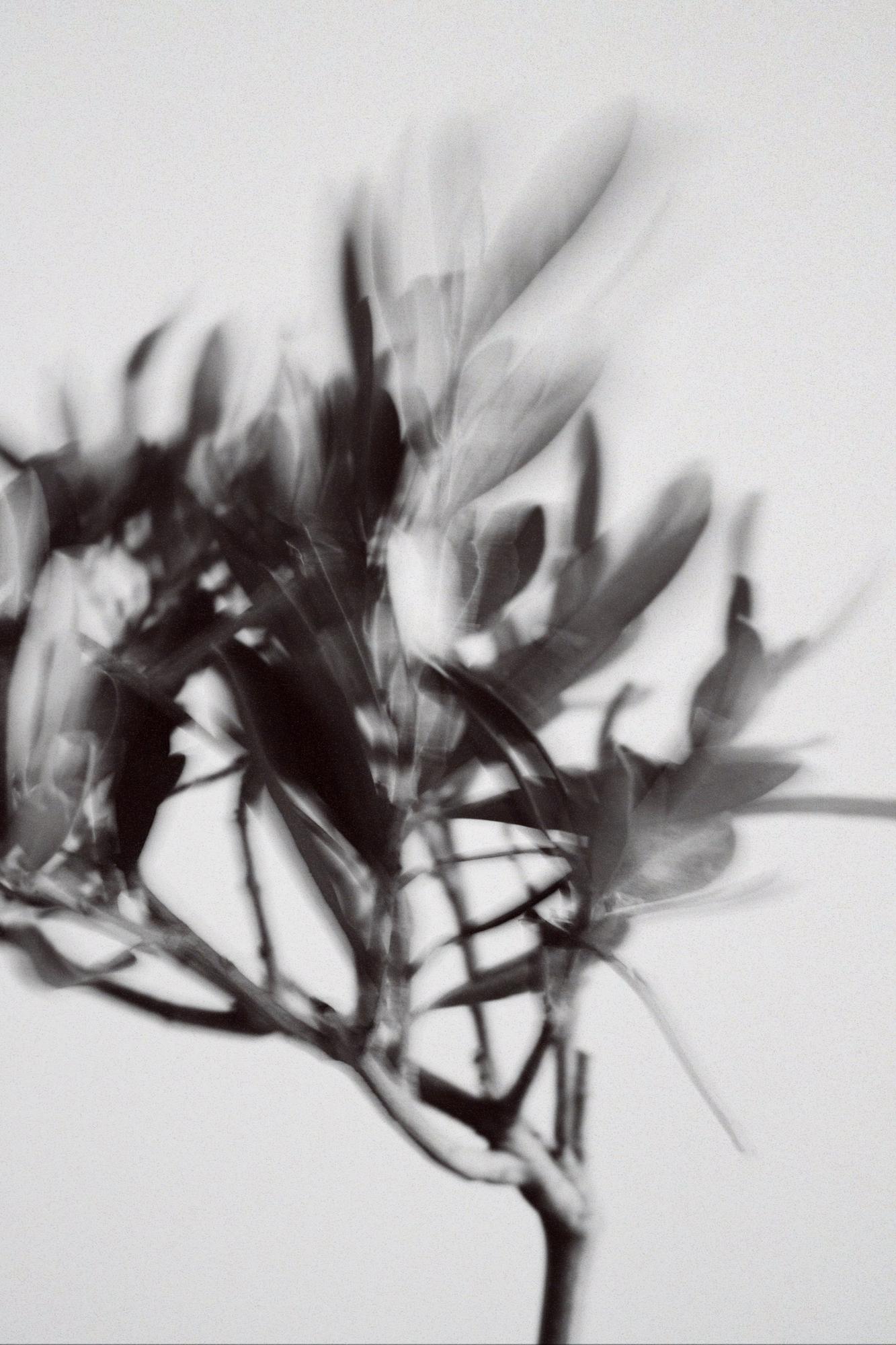 Оливковое дерево