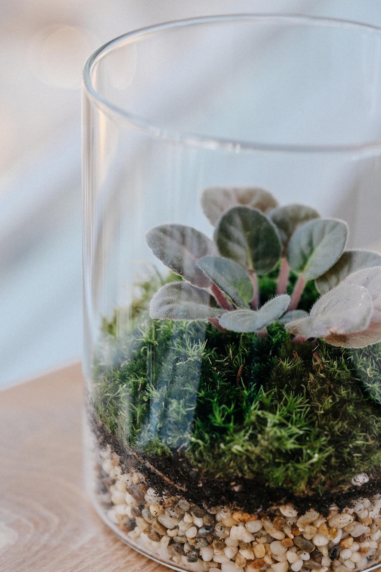 Лес в стекле Biolark M