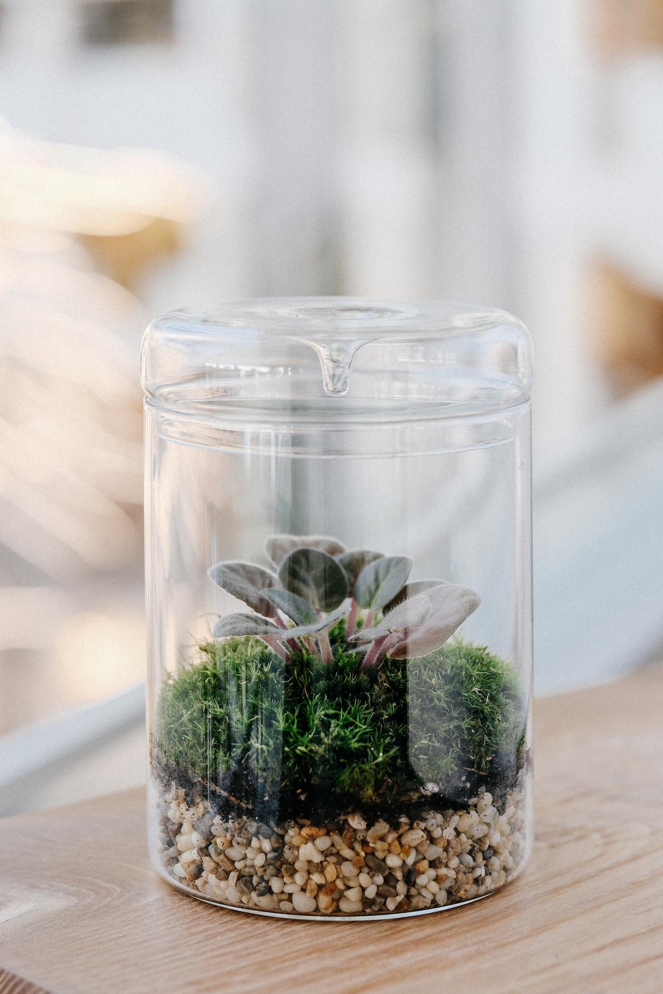 Лес в стекле Biolark M