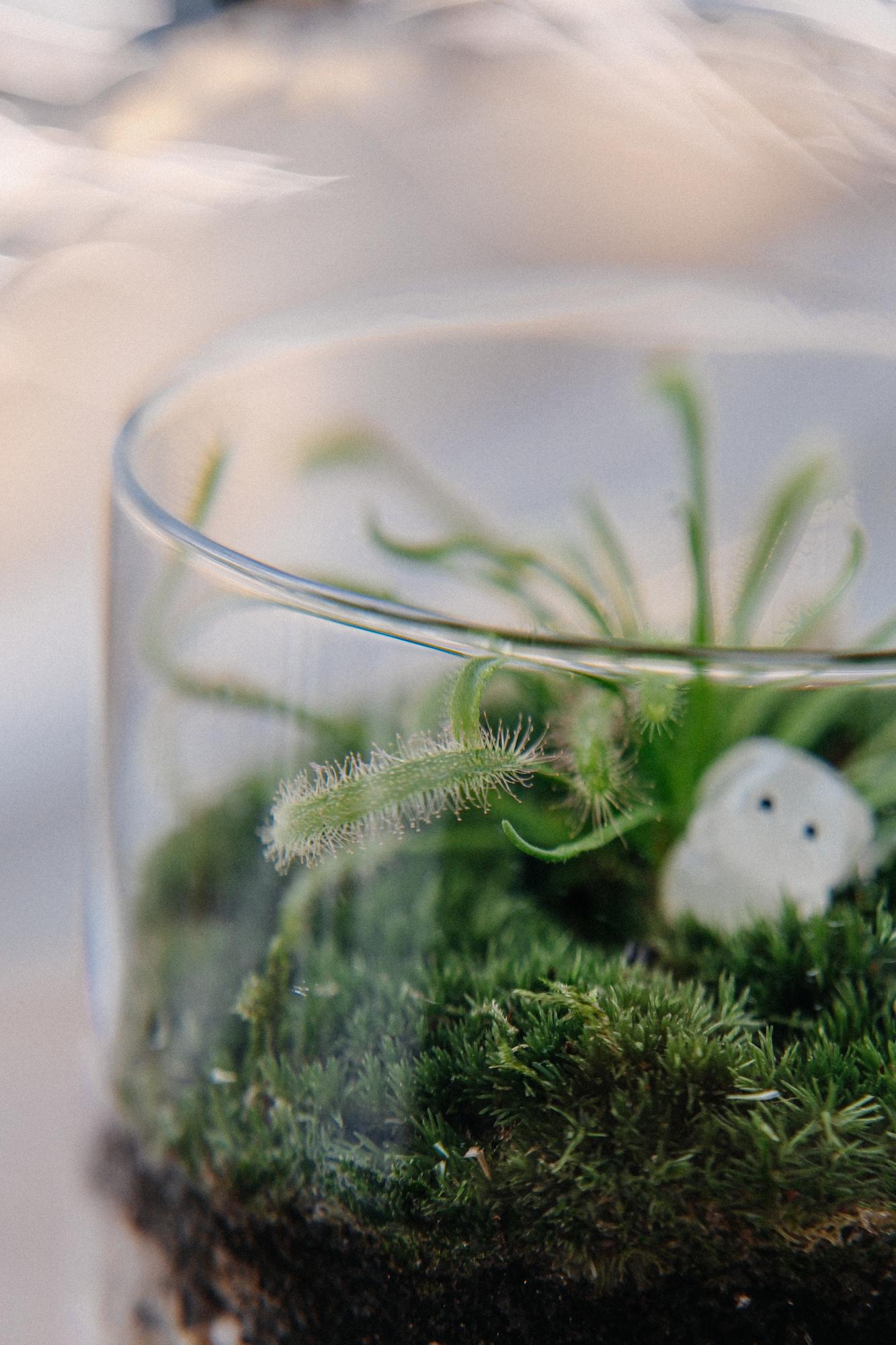 Моссариум biolark S