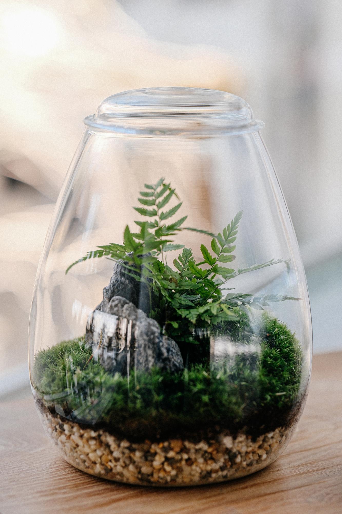 Моссариум "Пузырь 2"