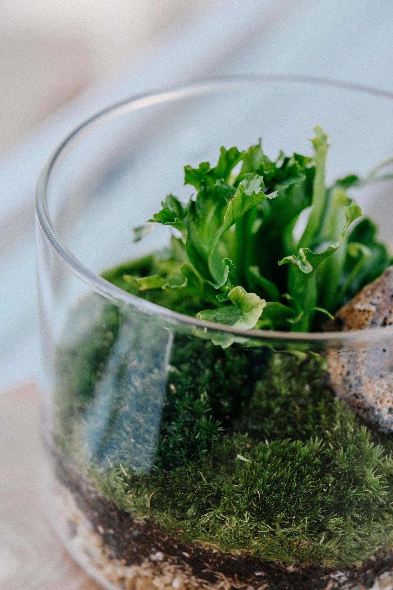 Лес в стекле Biolark L