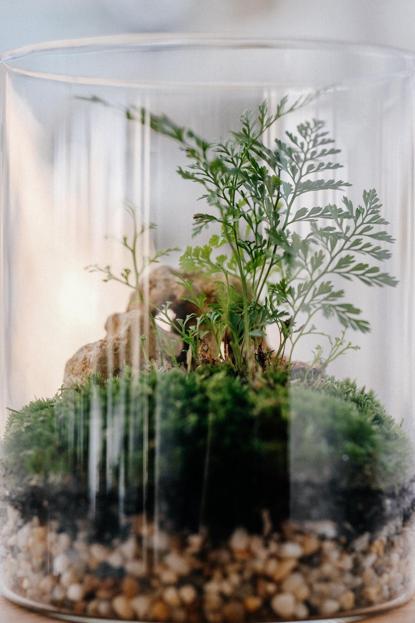 Лес в стекле Biolark M