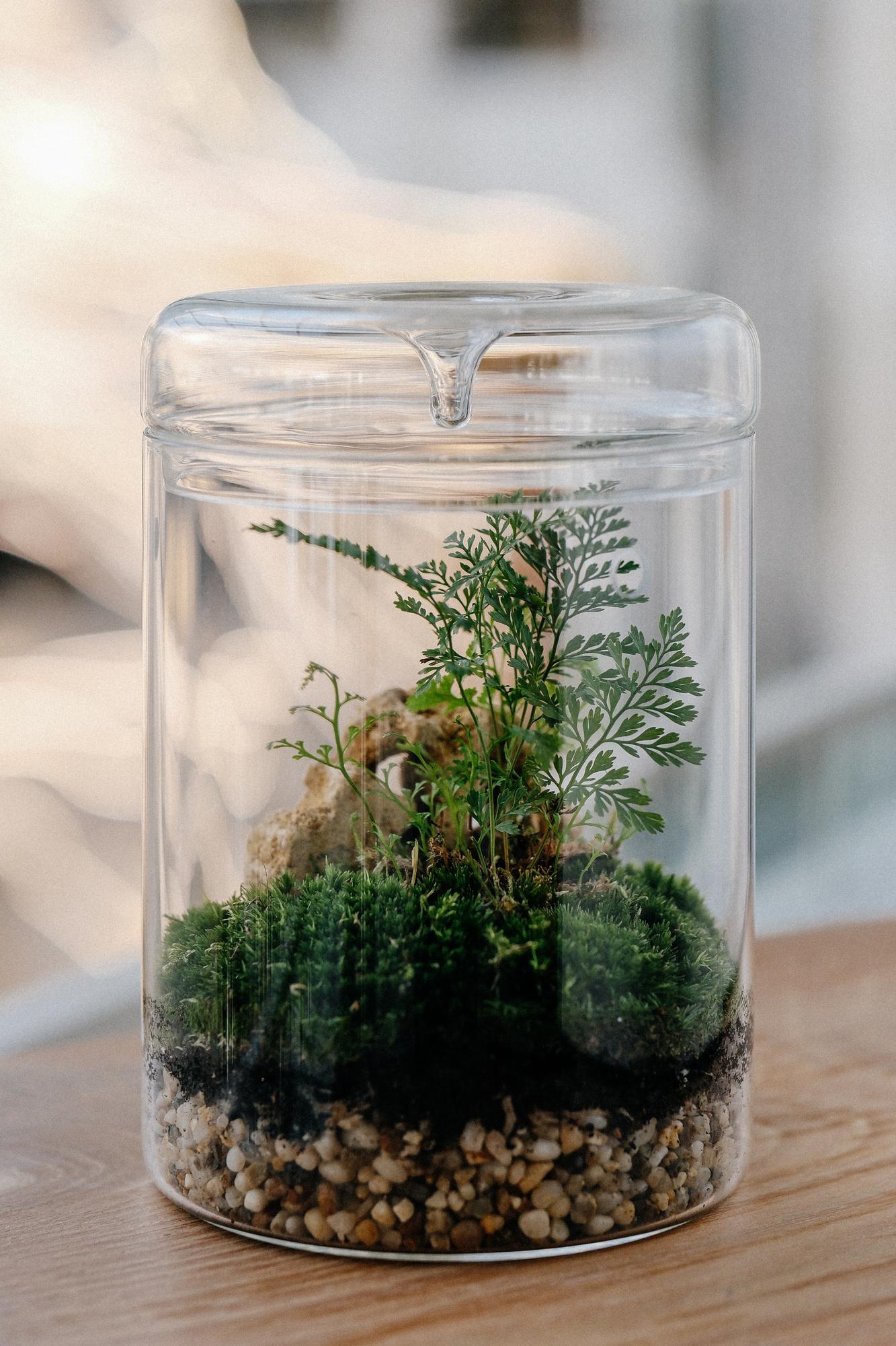 Лес в стекле Biolark M