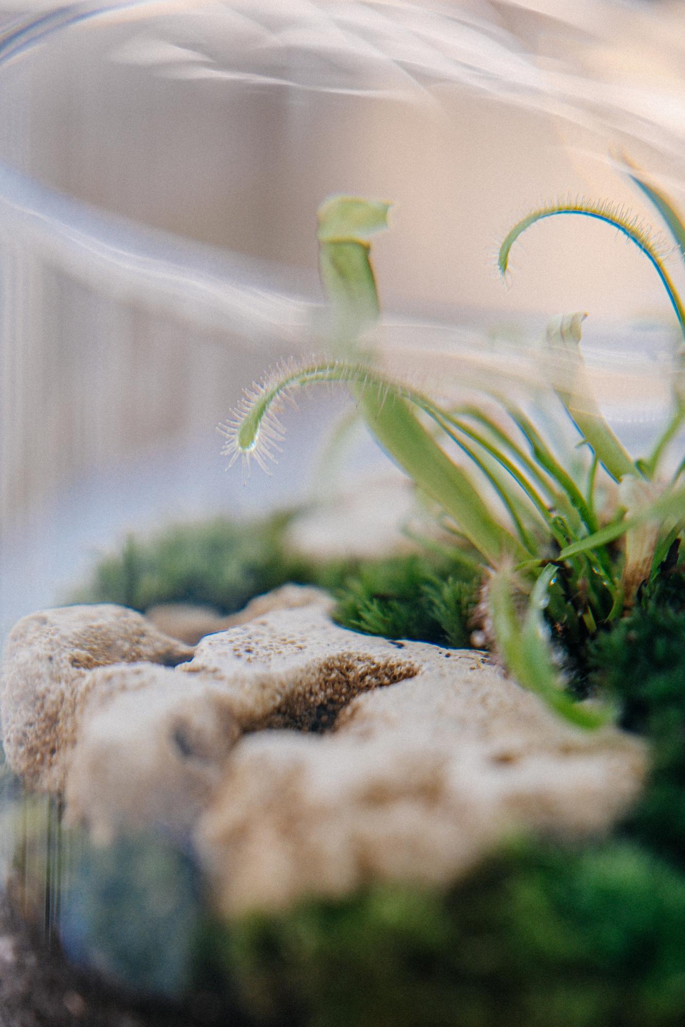 Лес в стекле Biolark L