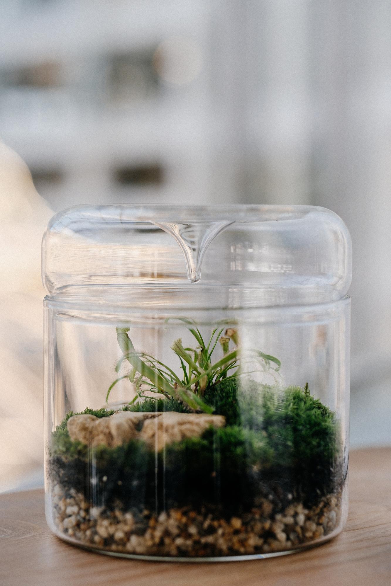 Лес в стекле Biolark L