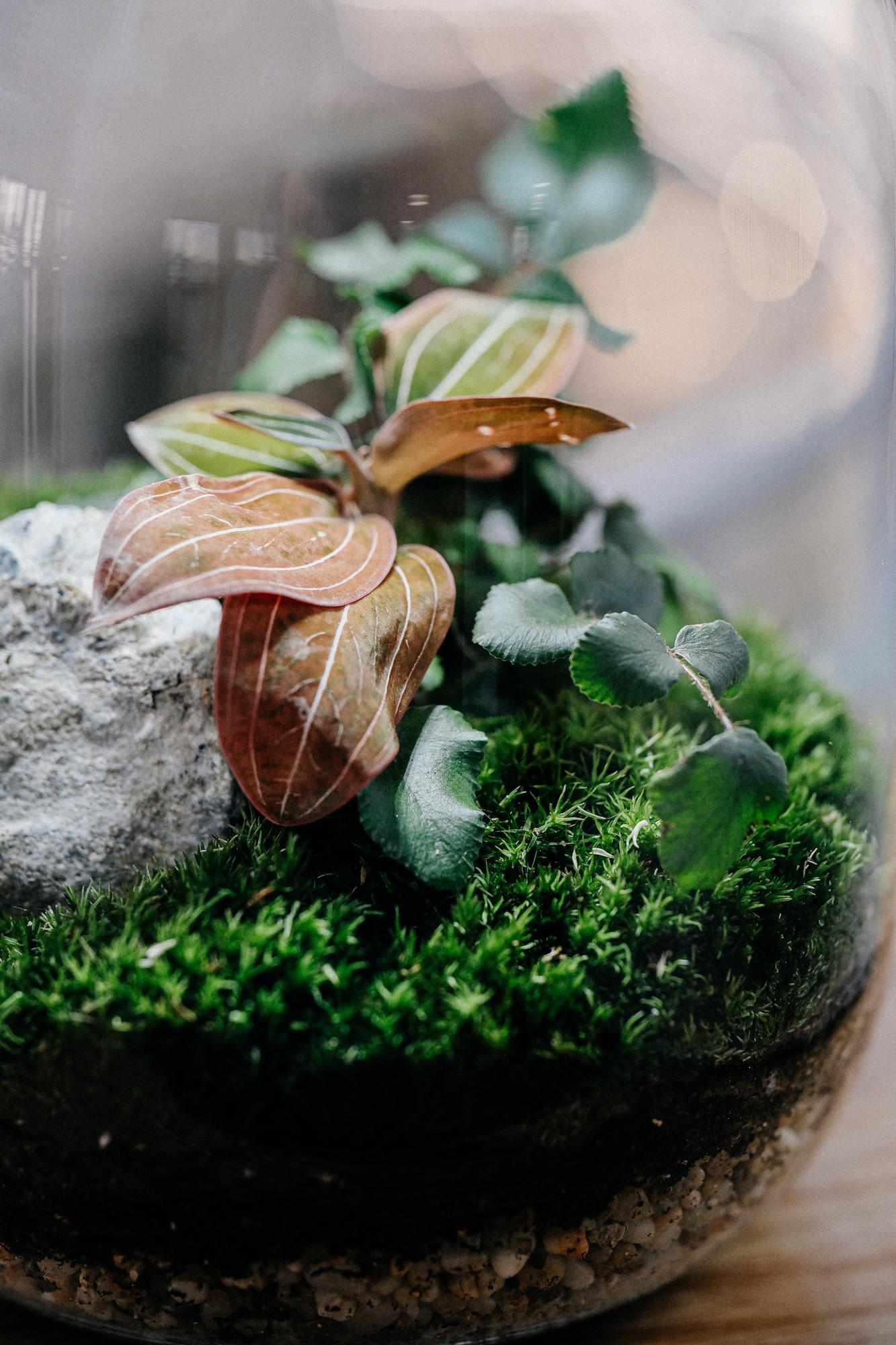 Лес в стекле Овал