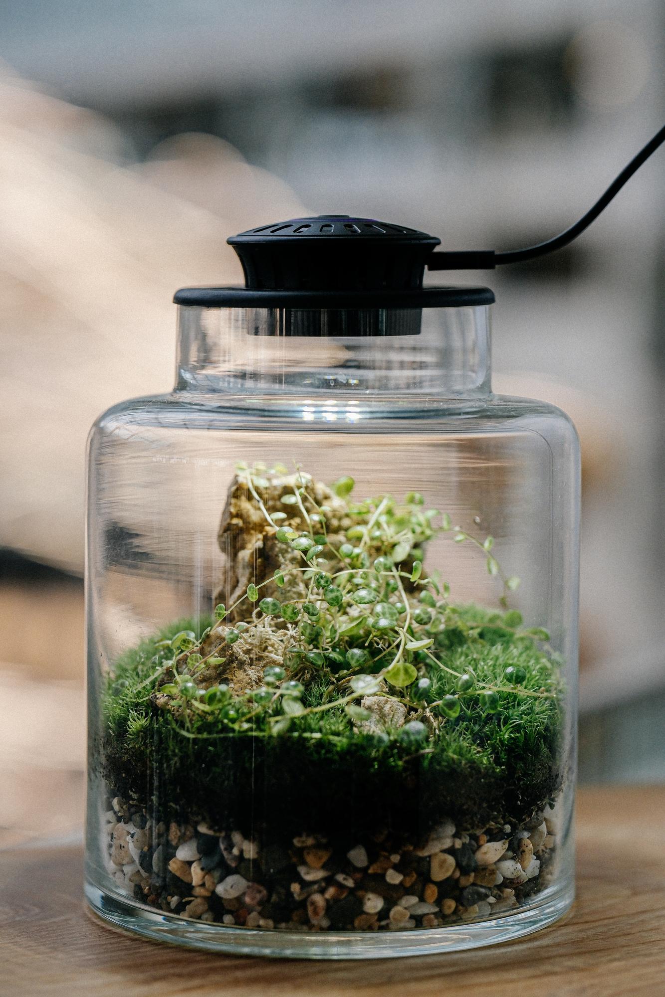 Лес в стекле Дэни М