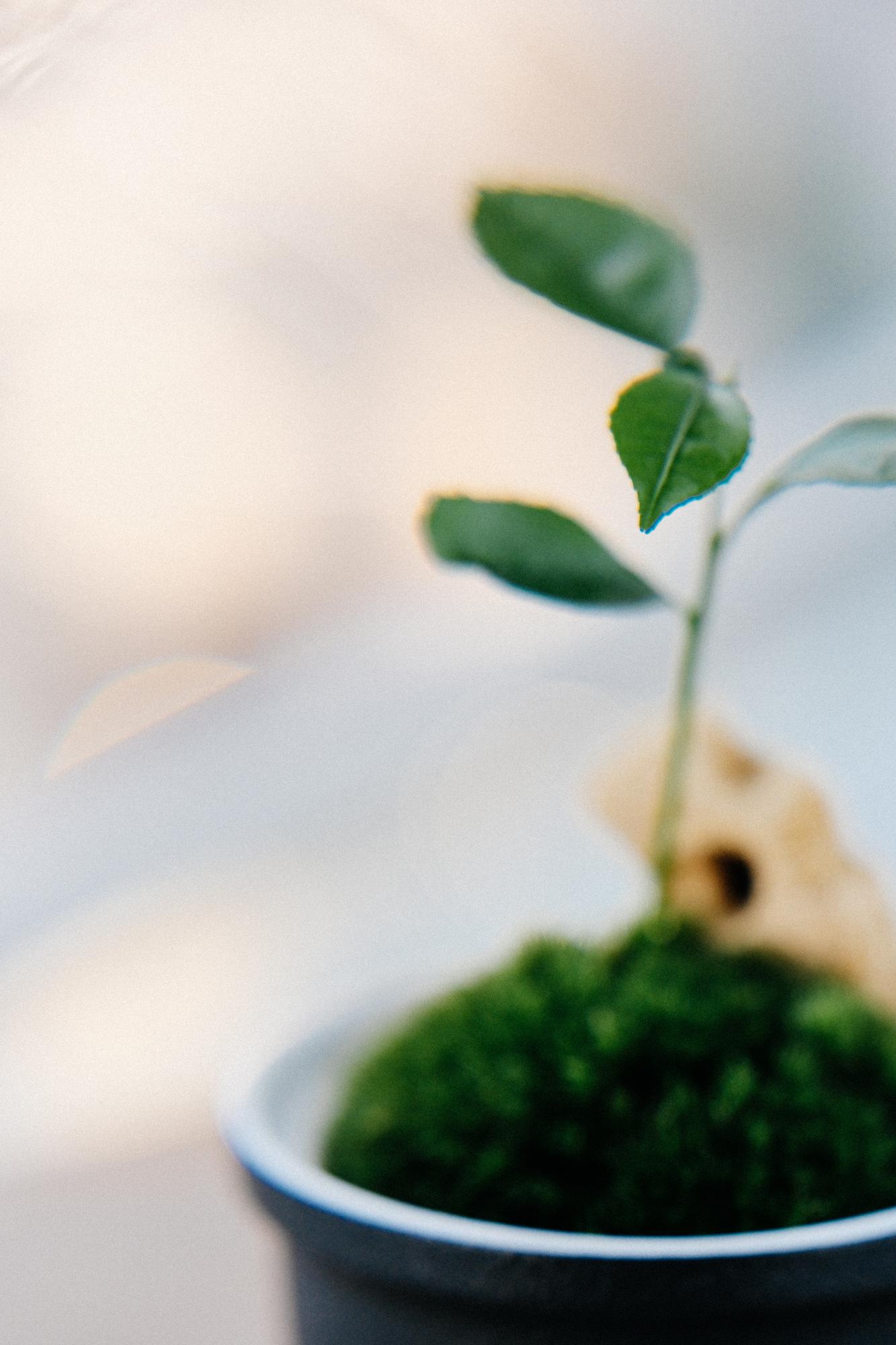 Лес в стекле Dome 80