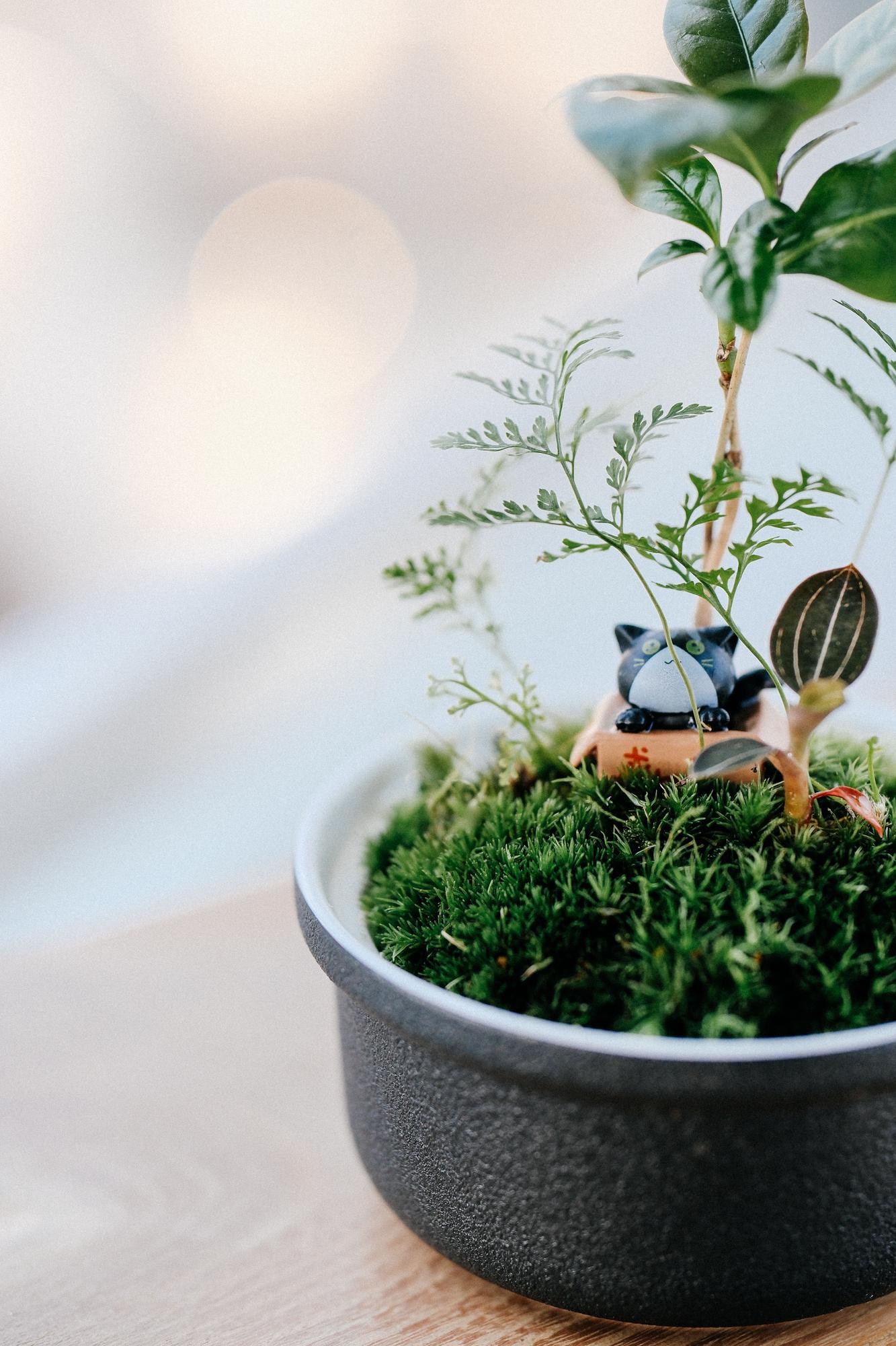 Лес в стекле Dome 100