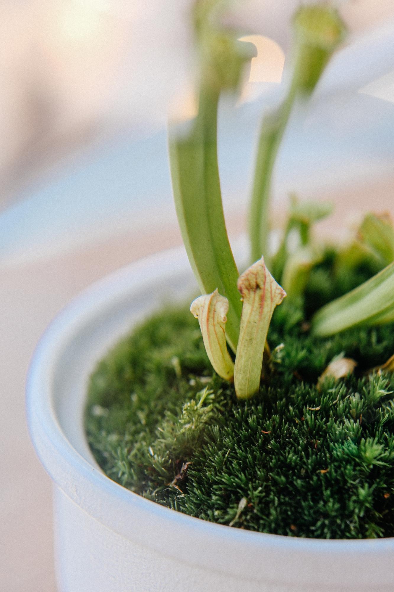 Лес в стекле Dome 100