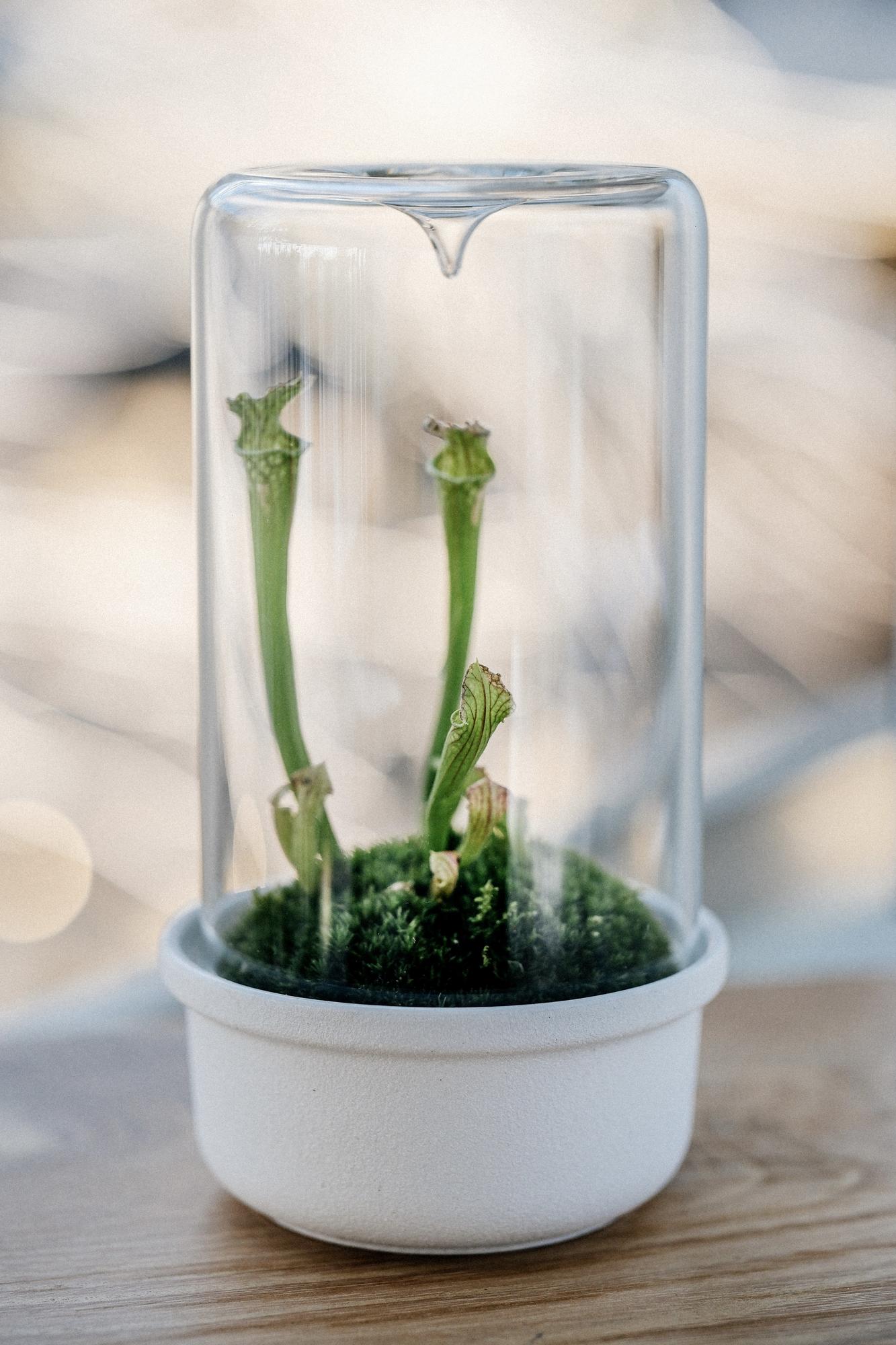 Лес в стекле Dome 100