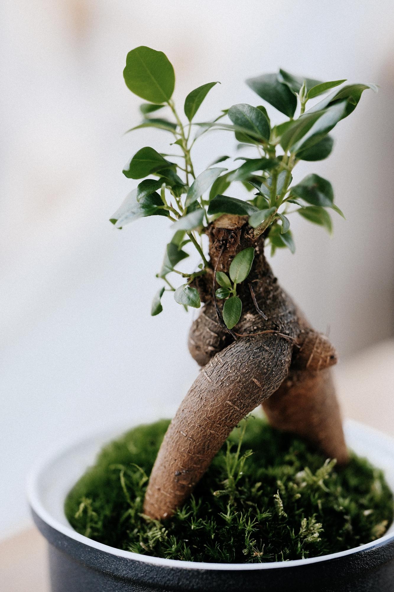 Лес в стекле Dome 120