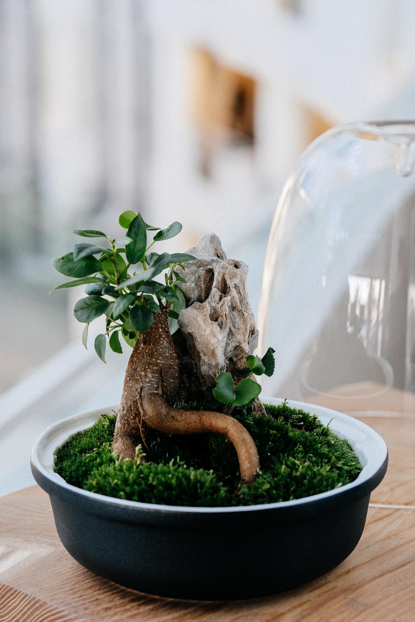 Лес в стекле Dome 175