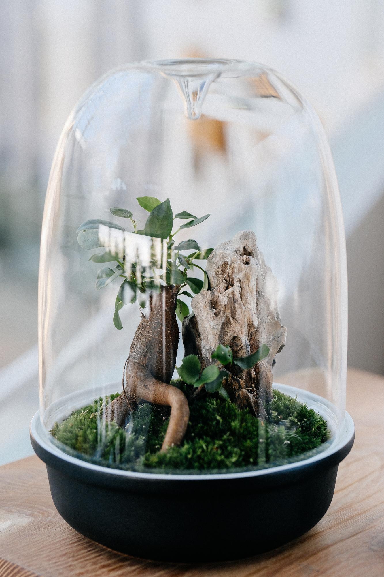 Лес в стекле Dome 175