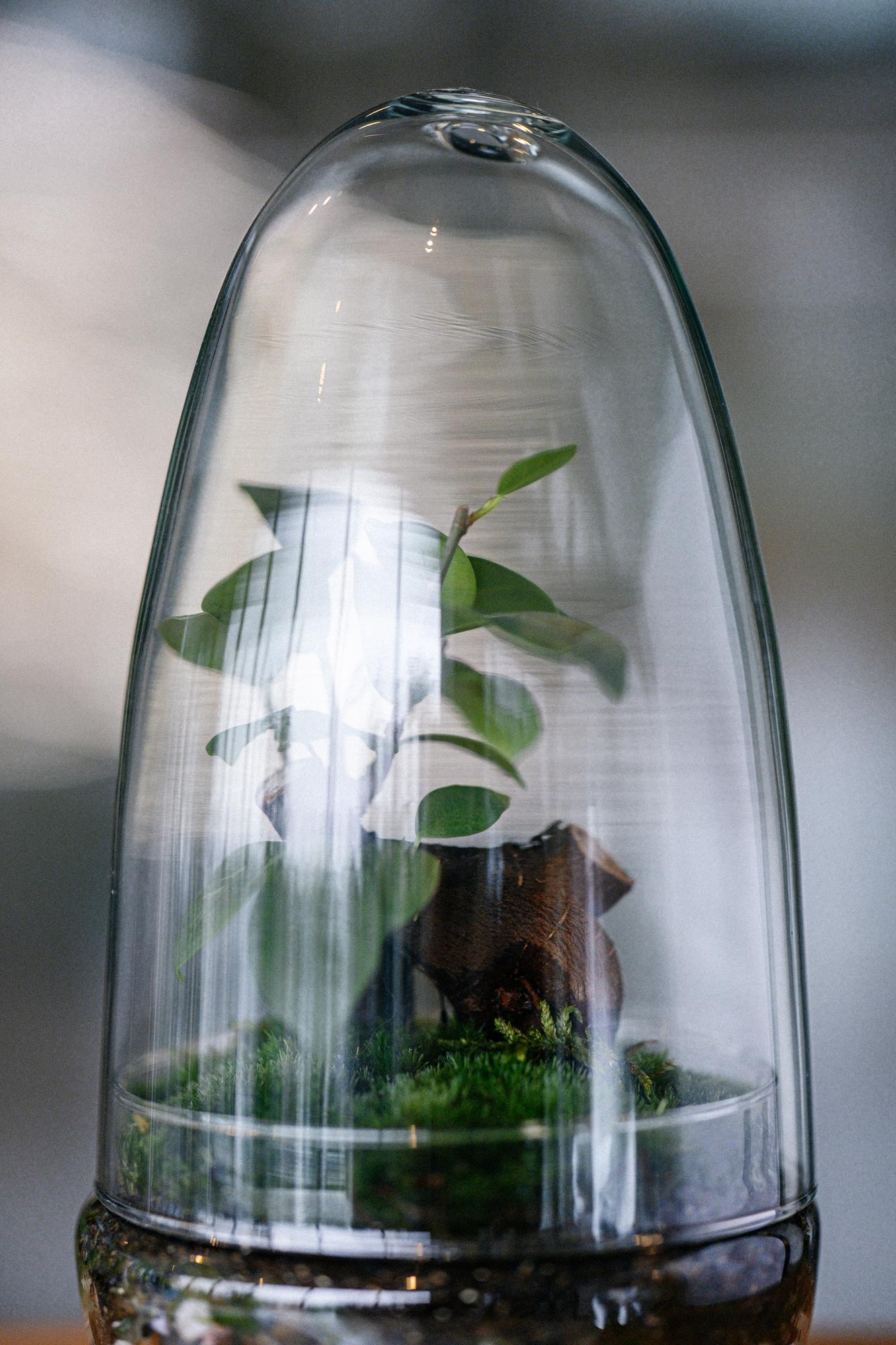 Лес в стекле cloche mini