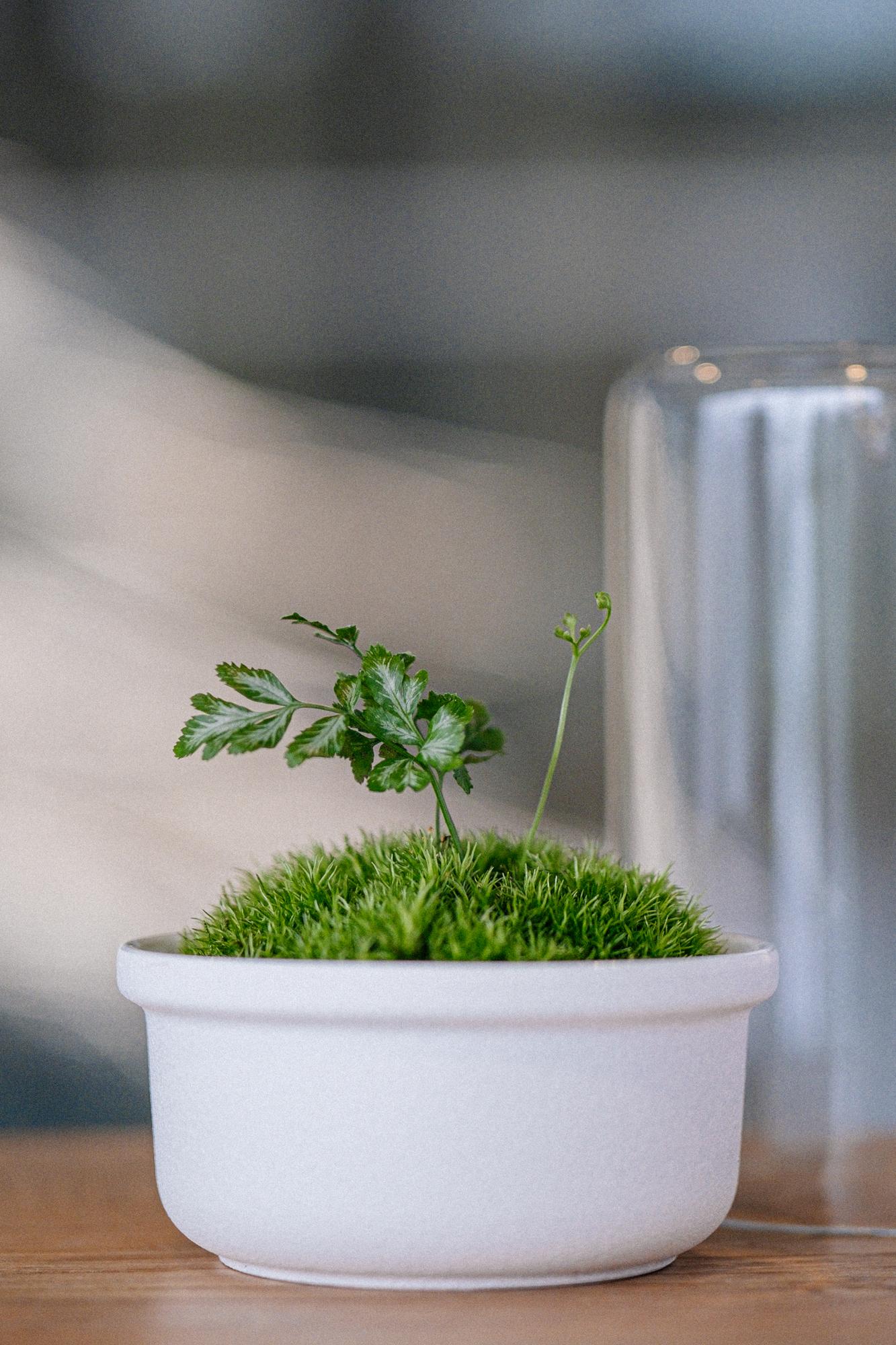 Лес в стекле Dome 100