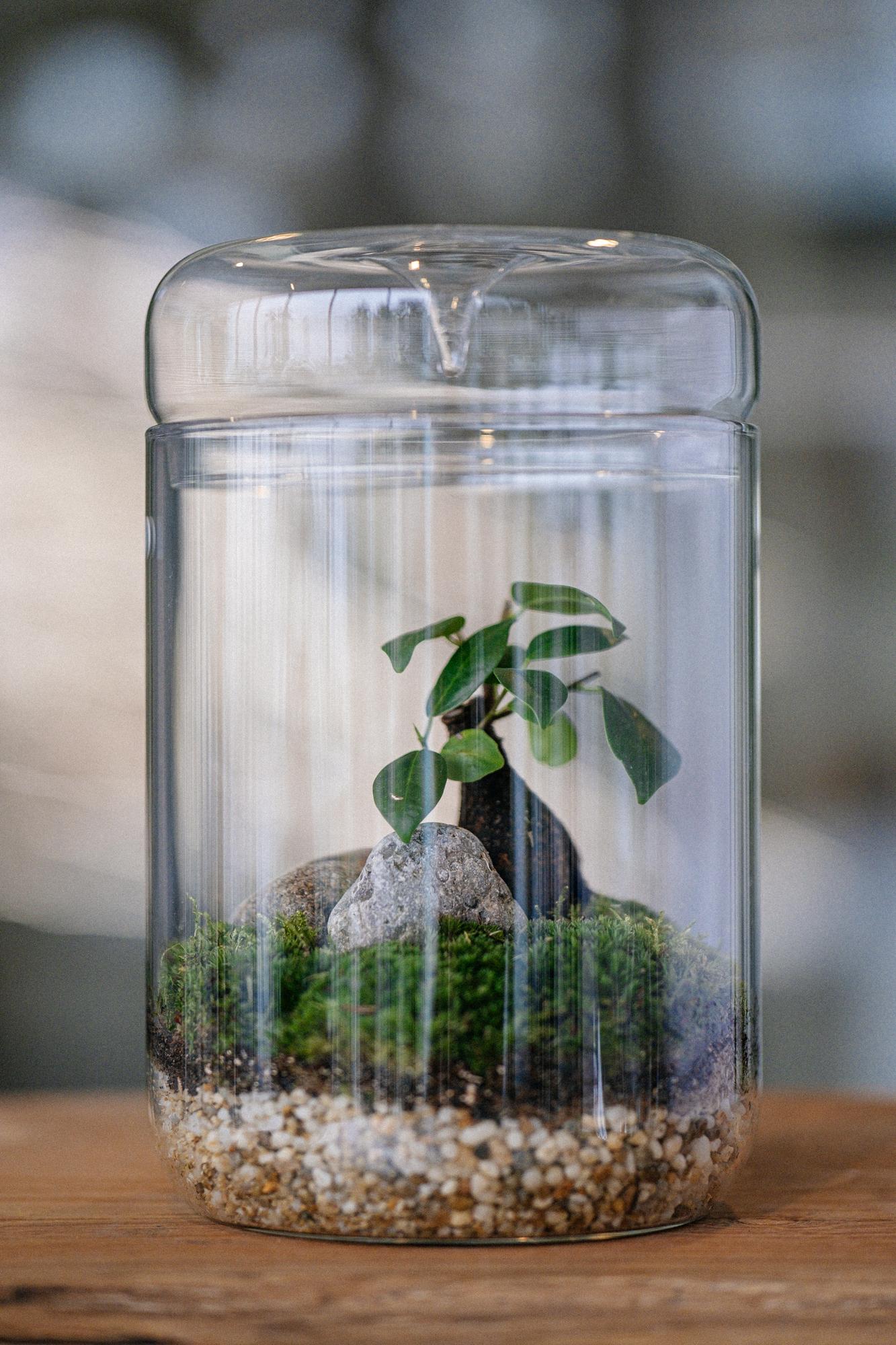 Лес в стекле Biolark XL