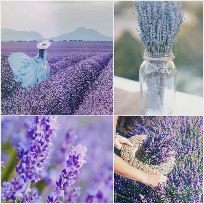 Flowers of lavender