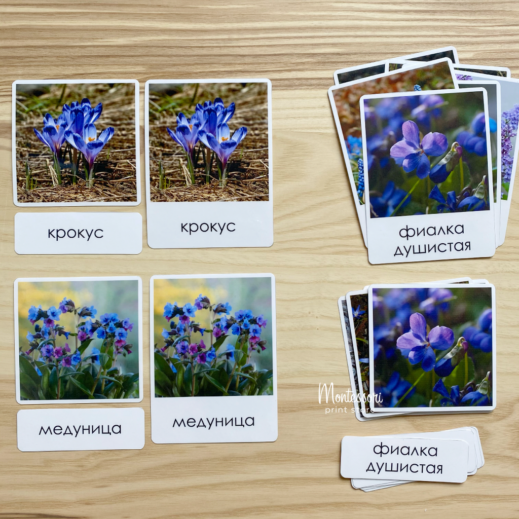 Трехчастные карточки Первоцветы - карточки Монтессори купить и скачать