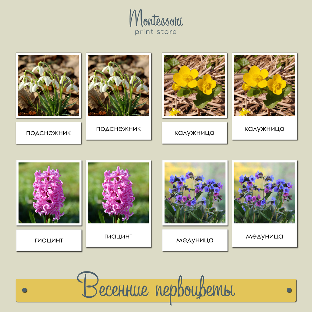 ЧТЕНИЕ С КЛАССИФИКАЦИЕЙ - ВЕСЕННИЕ ПЕРВОЦВЕТЫ