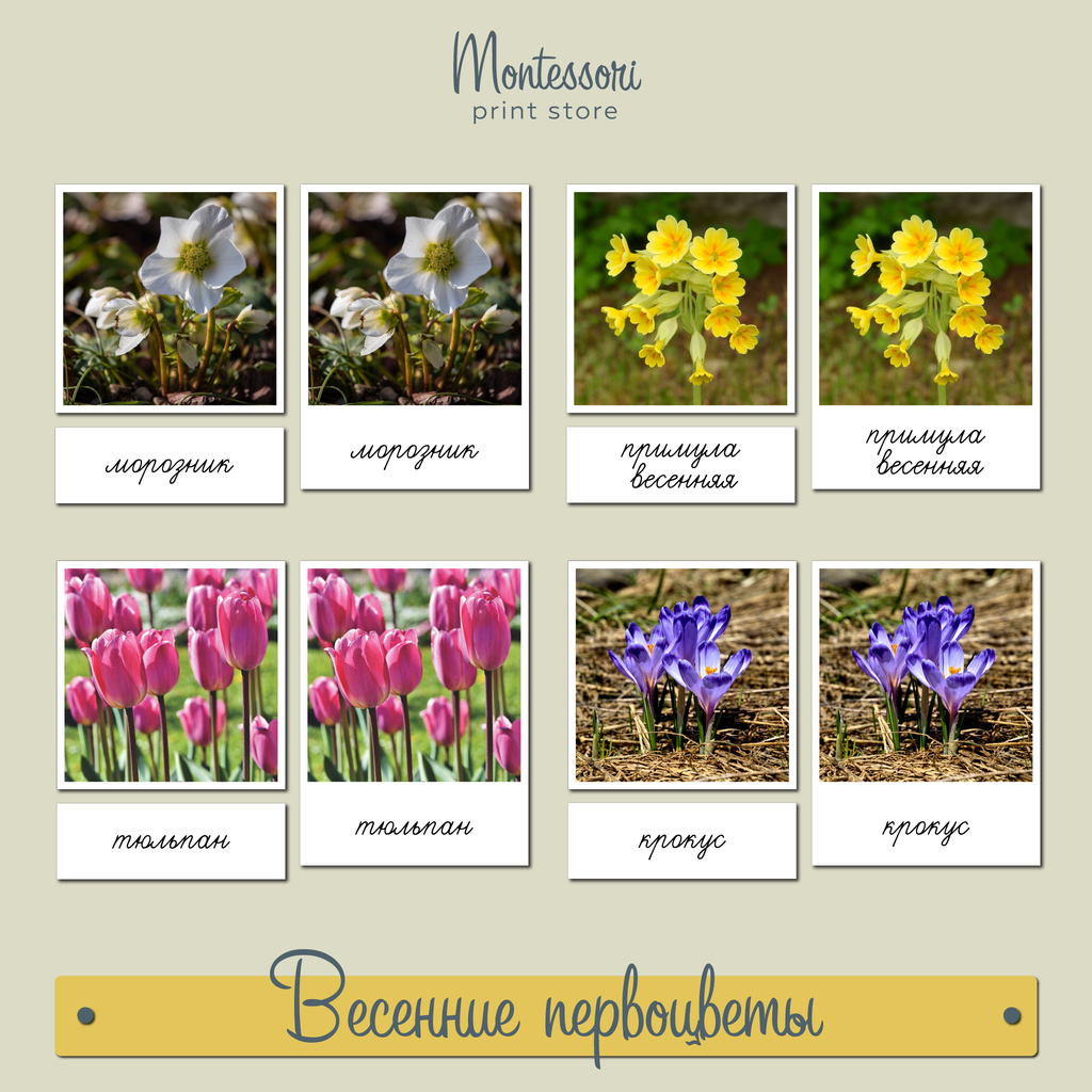 ЧТЕНИЕ С КЛАССИФИКАЦИЕЙ - ВЕСЕННИЕ ПЕРВОЦВЕТЫ