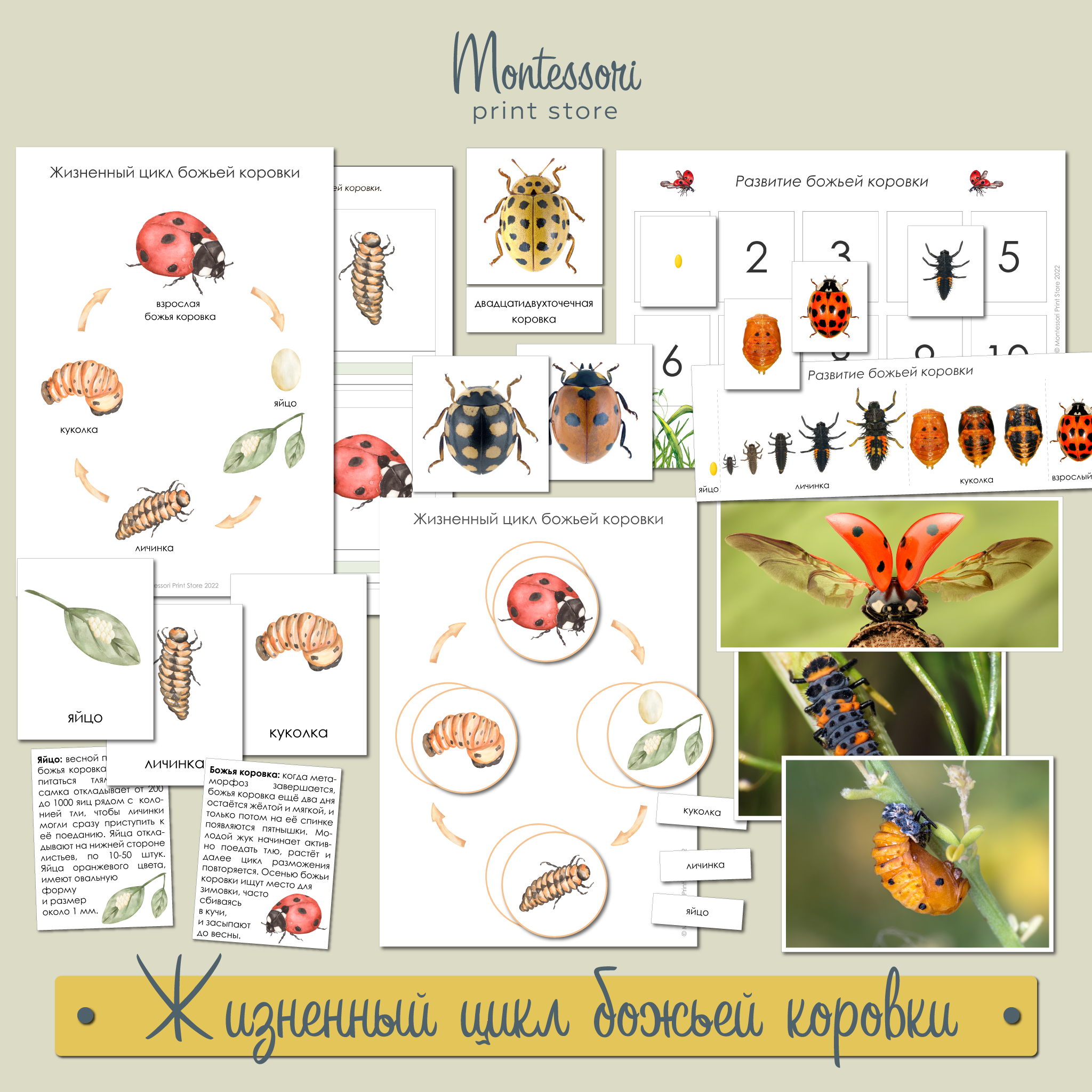 ЖИЗНЕННЫЙ ЦИКЛ БОЖЬЕЙ КОРОВКИ