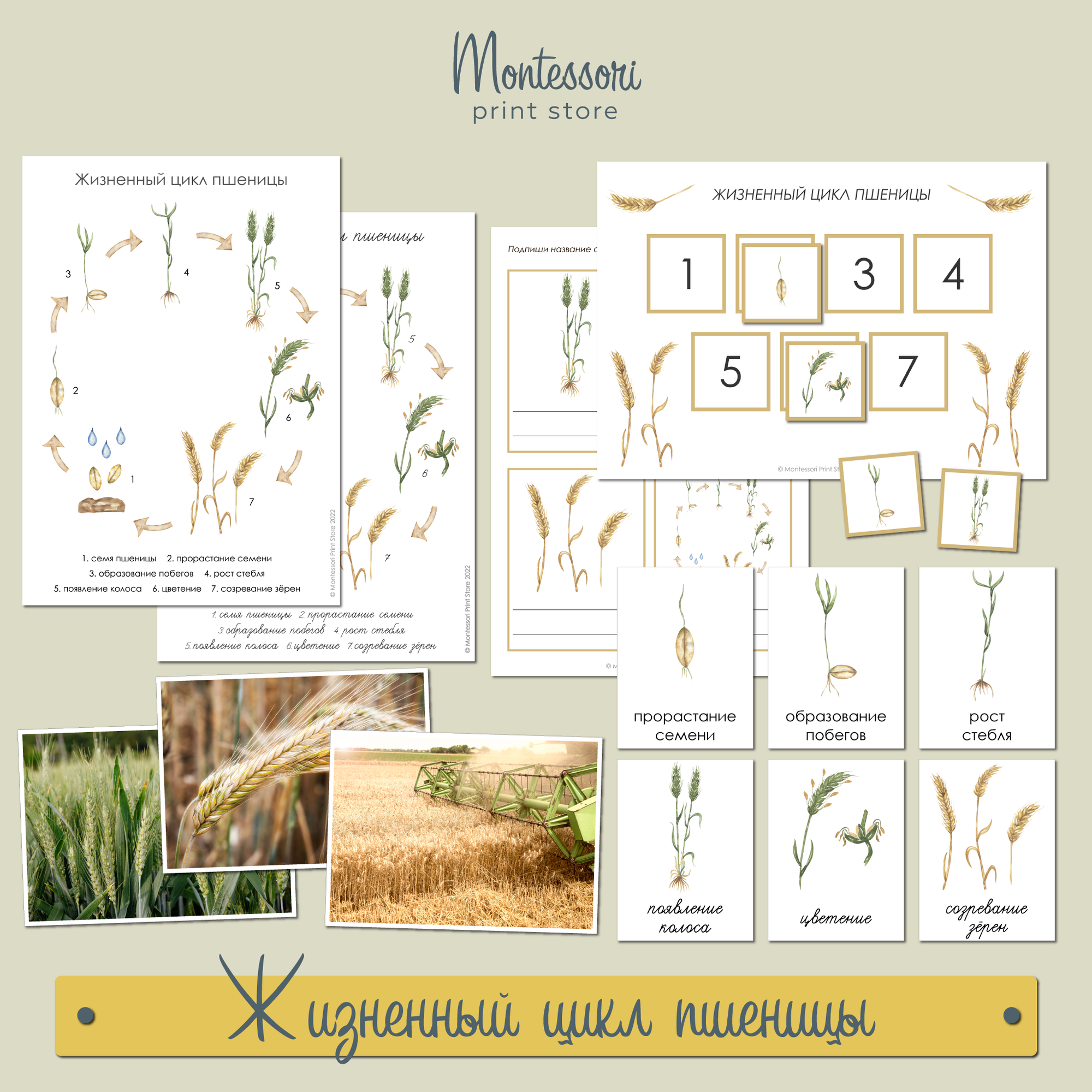 Жизненный цикл пшеницы - карточки Монтессори купить и скачать