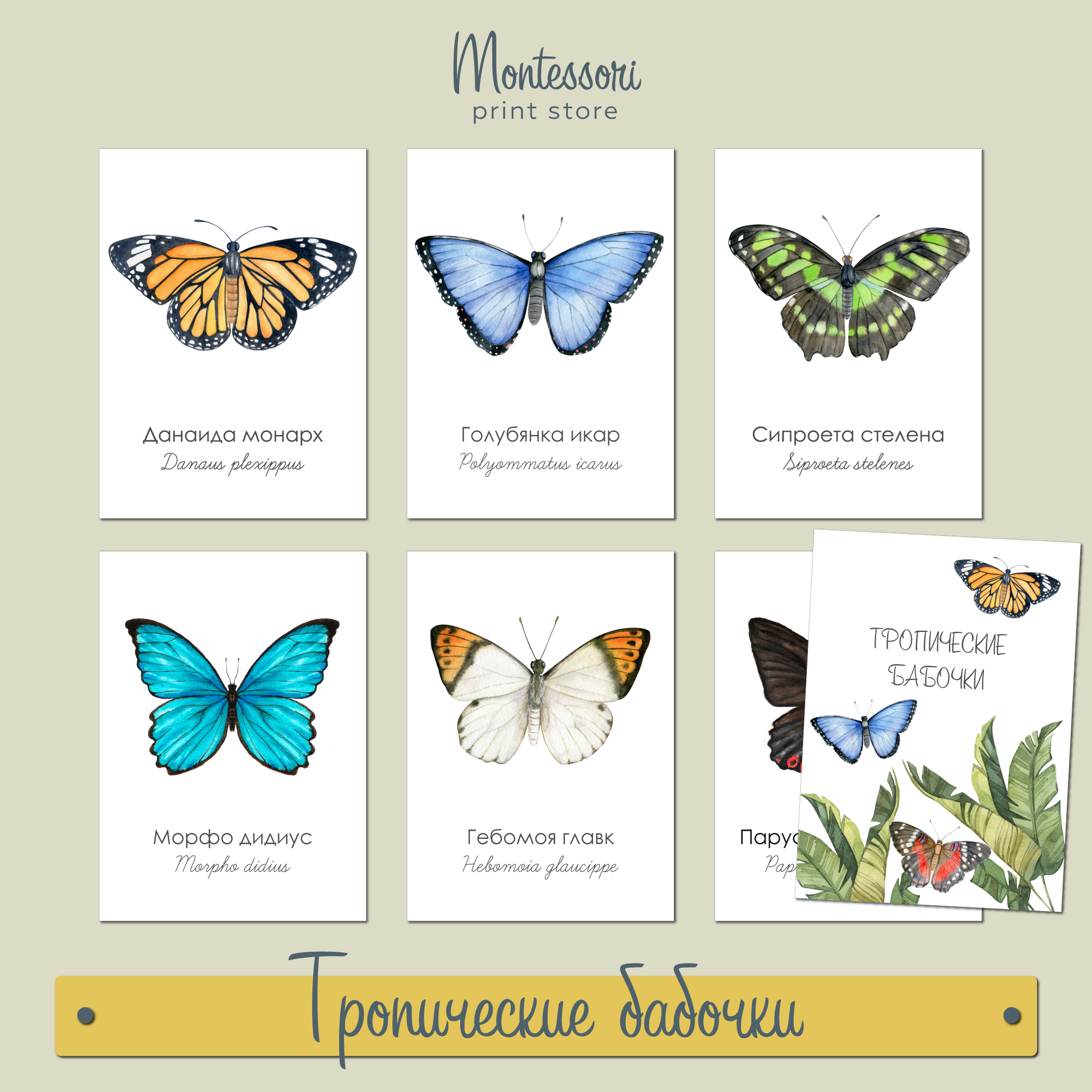 ТРОПИЧЕСКИЕ БАБОЧКИ - ДЕМОНСТРАЦИОННЫЕ КАРТОЧКИ 18Х13 СМ