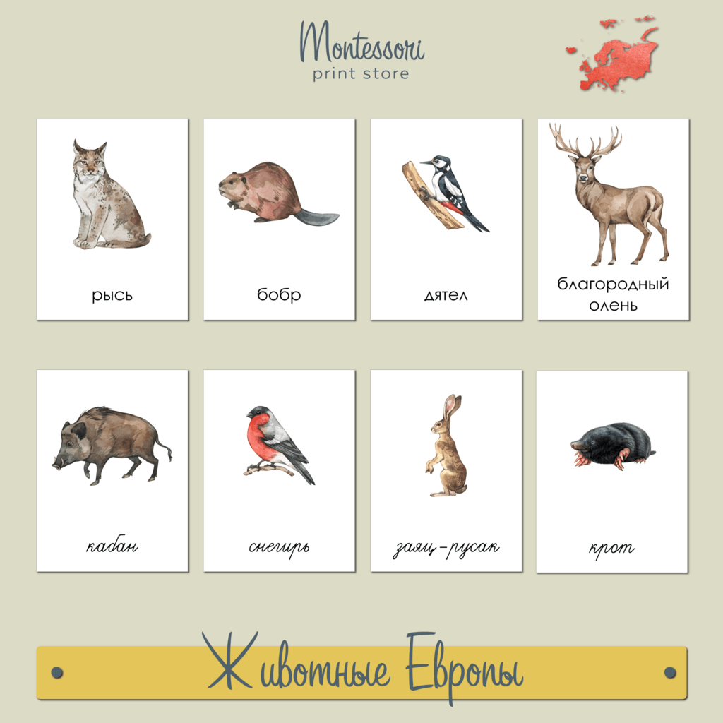 ЧТЕНИЕ С КЛАССИФИКАЦИЕЙ - ЖИВОТНЫЕ ЕВРОПЫ