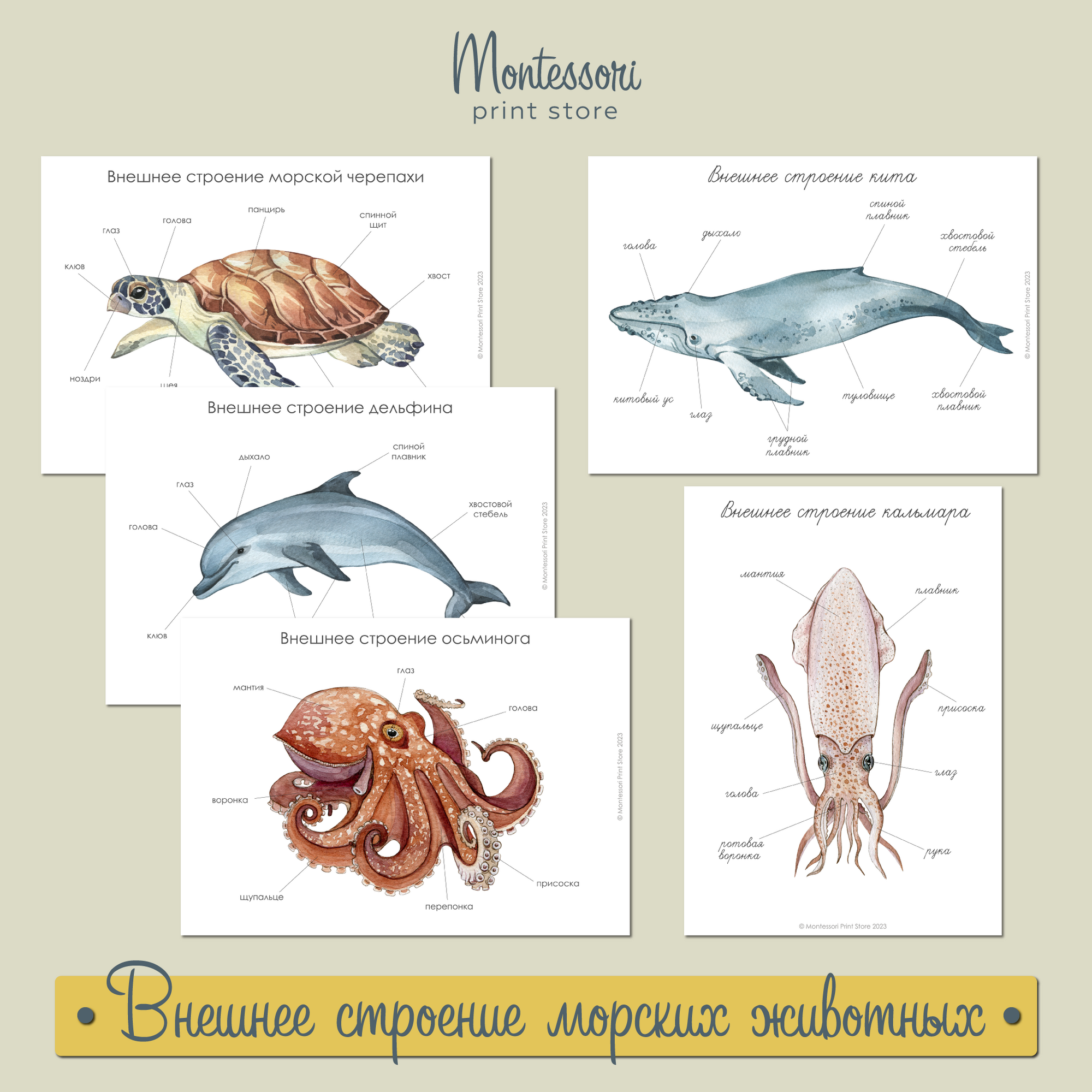 Внешнее строение морской черепахи, осьминога, кальмара, дельфина, кита - карточки Монтессори купить и скачать