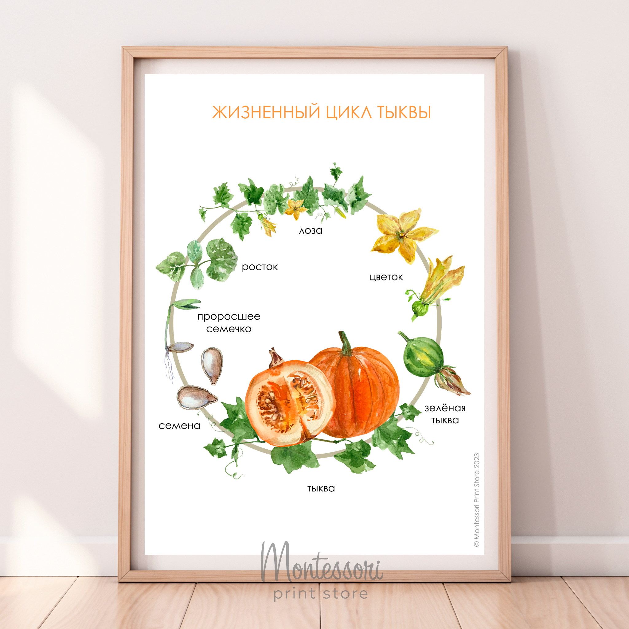 ЖИЗНЕННЫЙ ЦИКЛ ТЫКВЫ (ПОСТЕР)