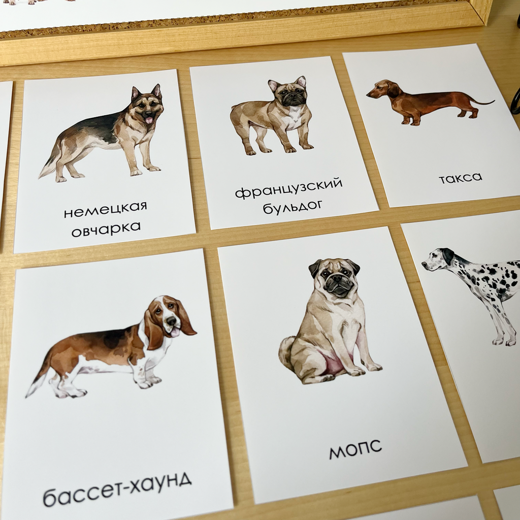 ЧТЕНИЕ С КЛАССИФИКАЦИЕЙ - ПОРОДЫ СОБАК (ЧАСТЬ 1)