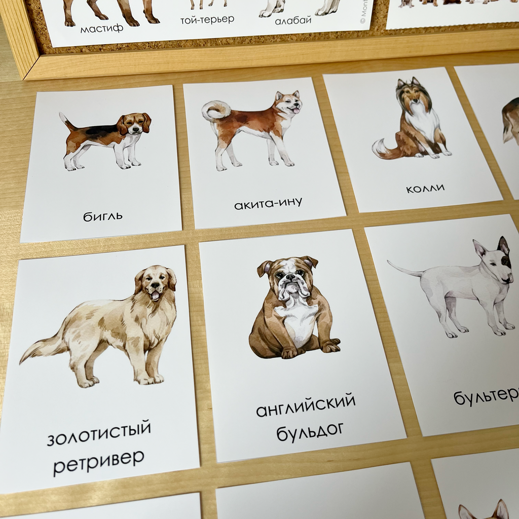 ЧТЕНИЕ С КЛАССИФИКАЦИЕЙ - ПОРОДЫ СОБАК (ЧАСТЬ 1)