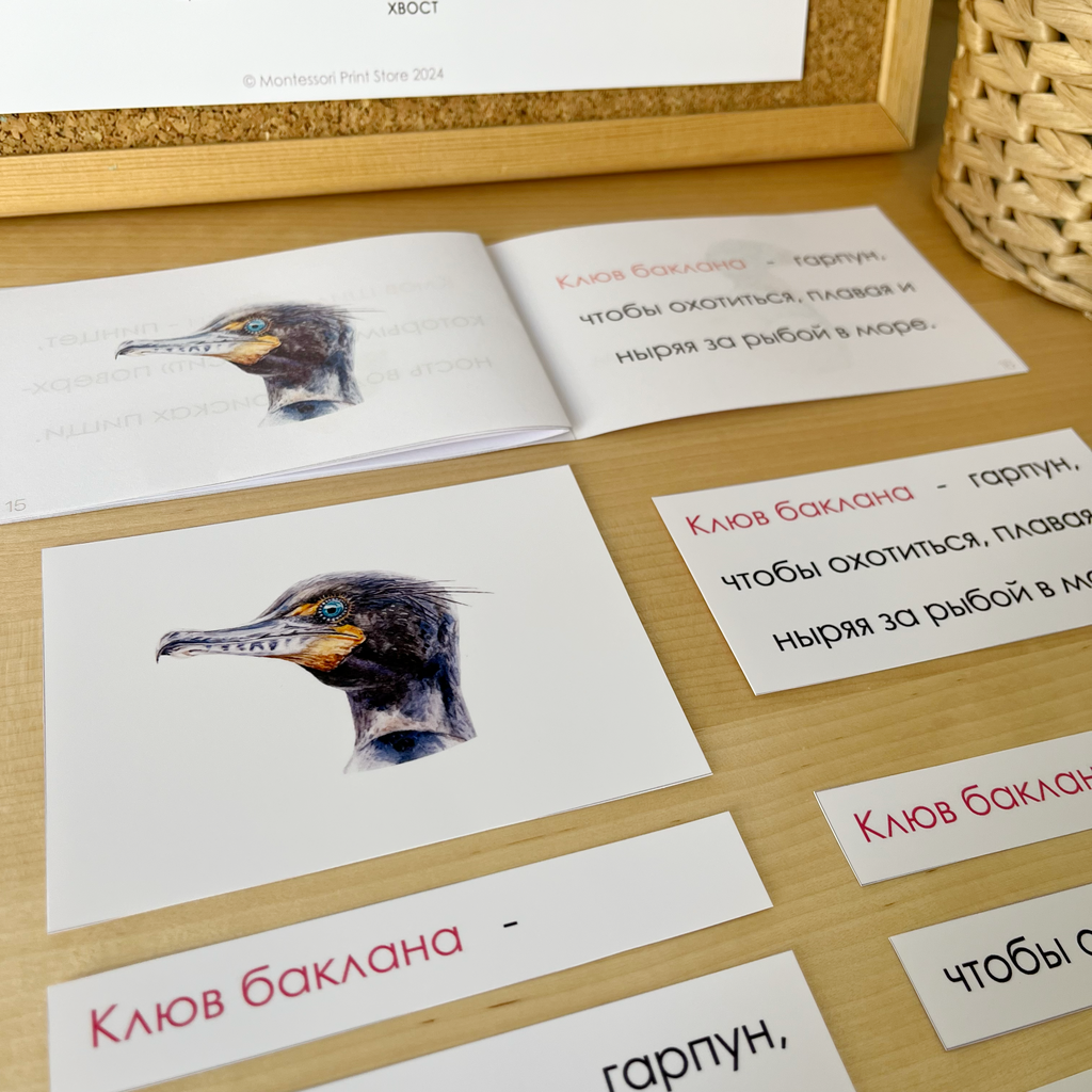ФОРМЫ КЛЮВОВ ПТИЦ