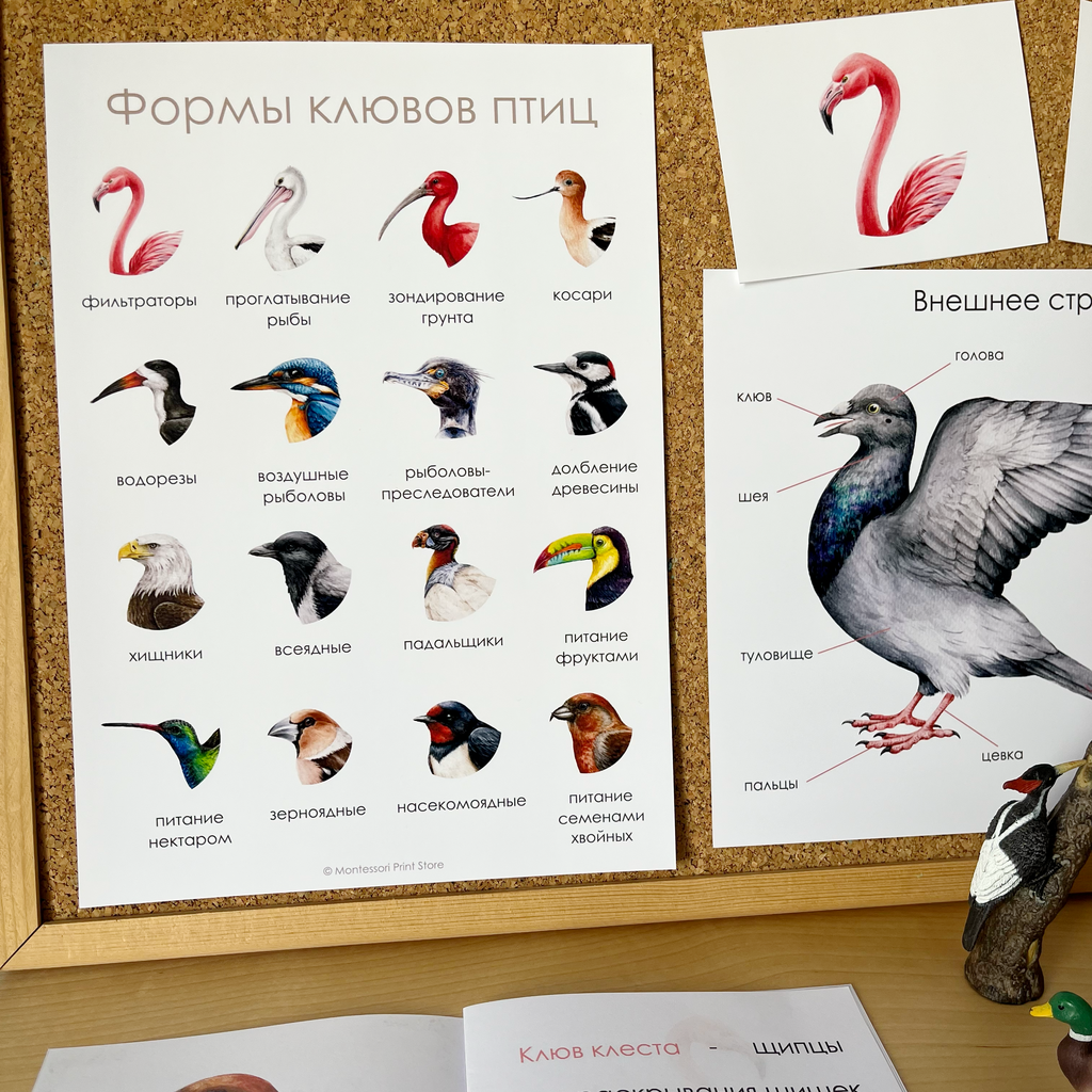 ФОРМЫ КЛЮВОВ ПТИЦ