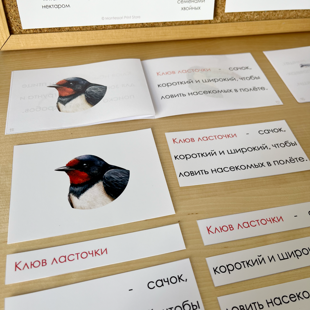 ФОРМЫ КЛЮВОВ ПТИЦ