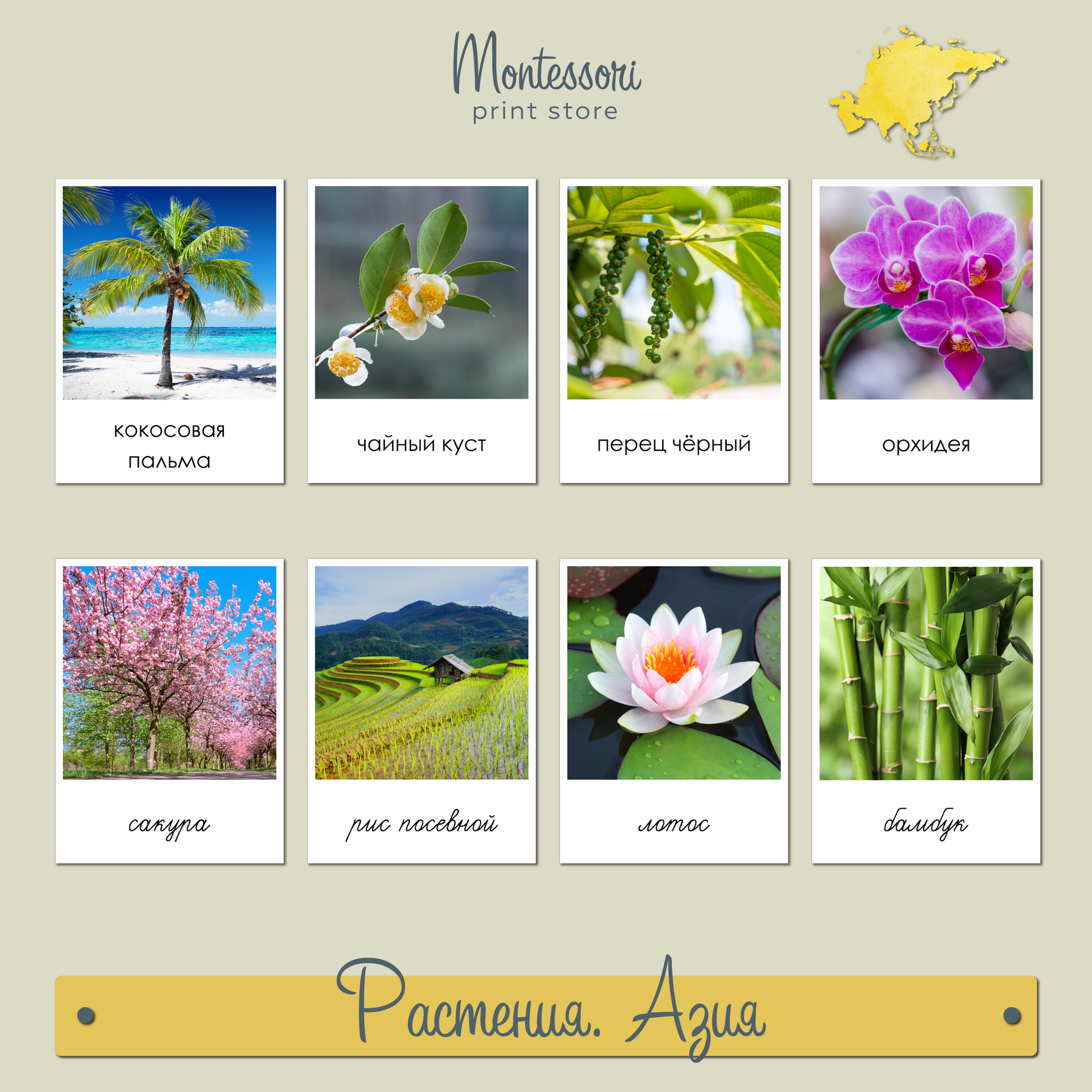 Растения Азии - карточки Монтессори география купить и скачать