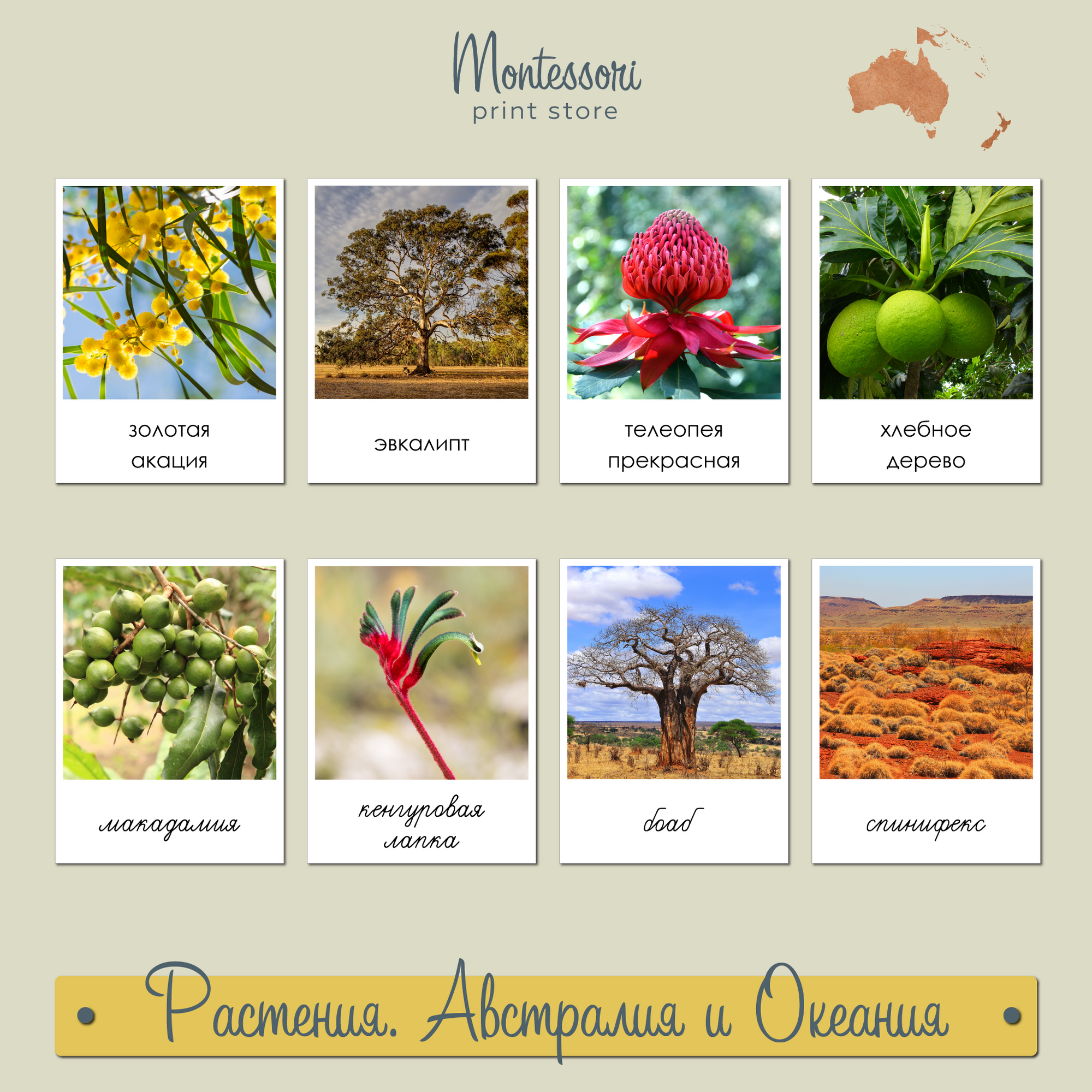 Растения Австралии - карточки Монтессори география купить и скачать