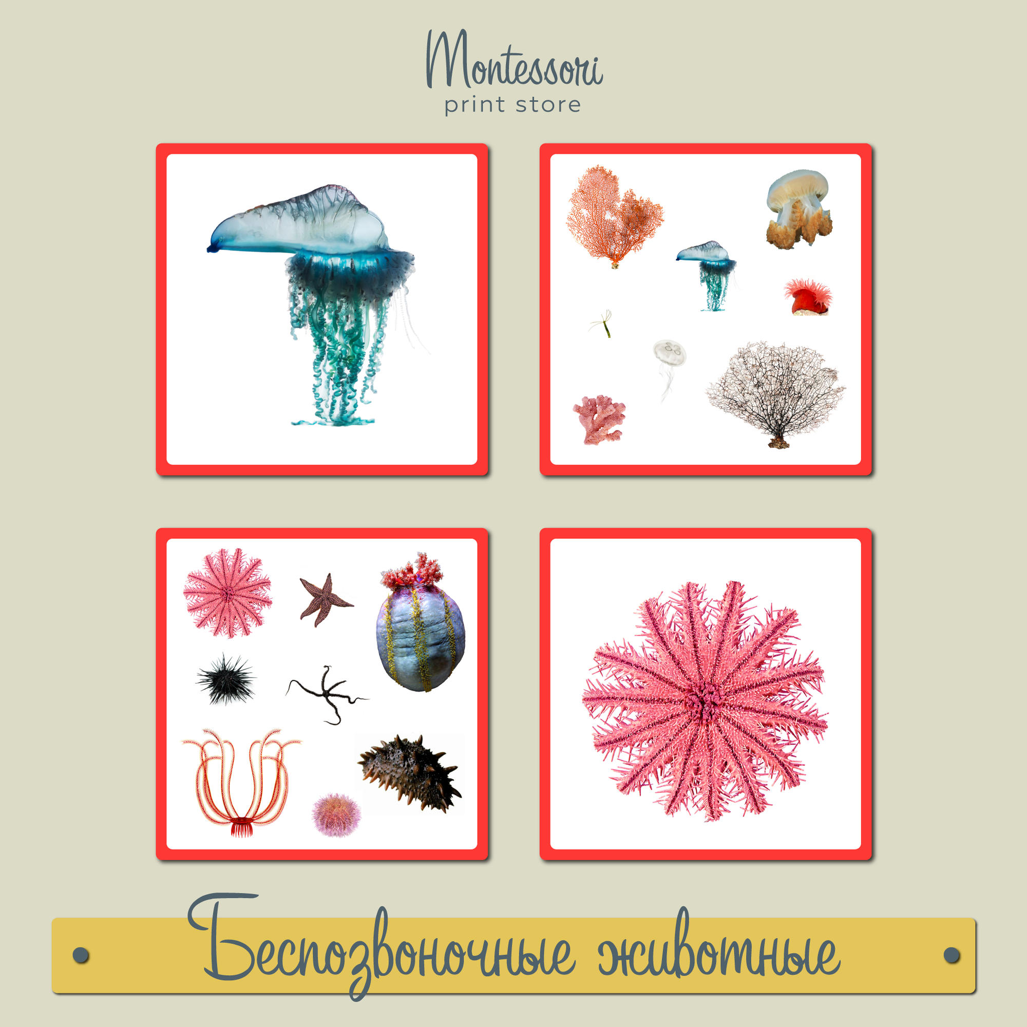 Беспозвоночные животные - карточки Монтессори купить и скачать