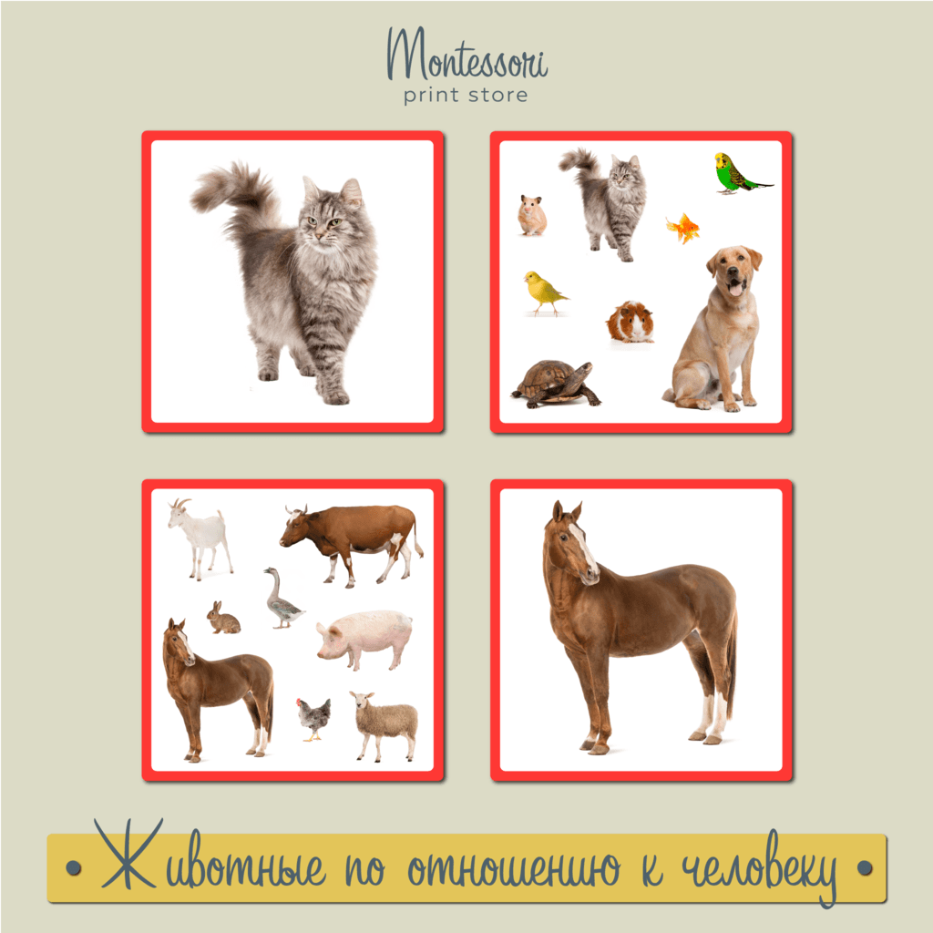 КАРТОЧКИ МОНТЕССОРИ - ЖИВОТНЫЕ ПО ОТНОШЕНИЮ К ЧЕЛОВЕКУ