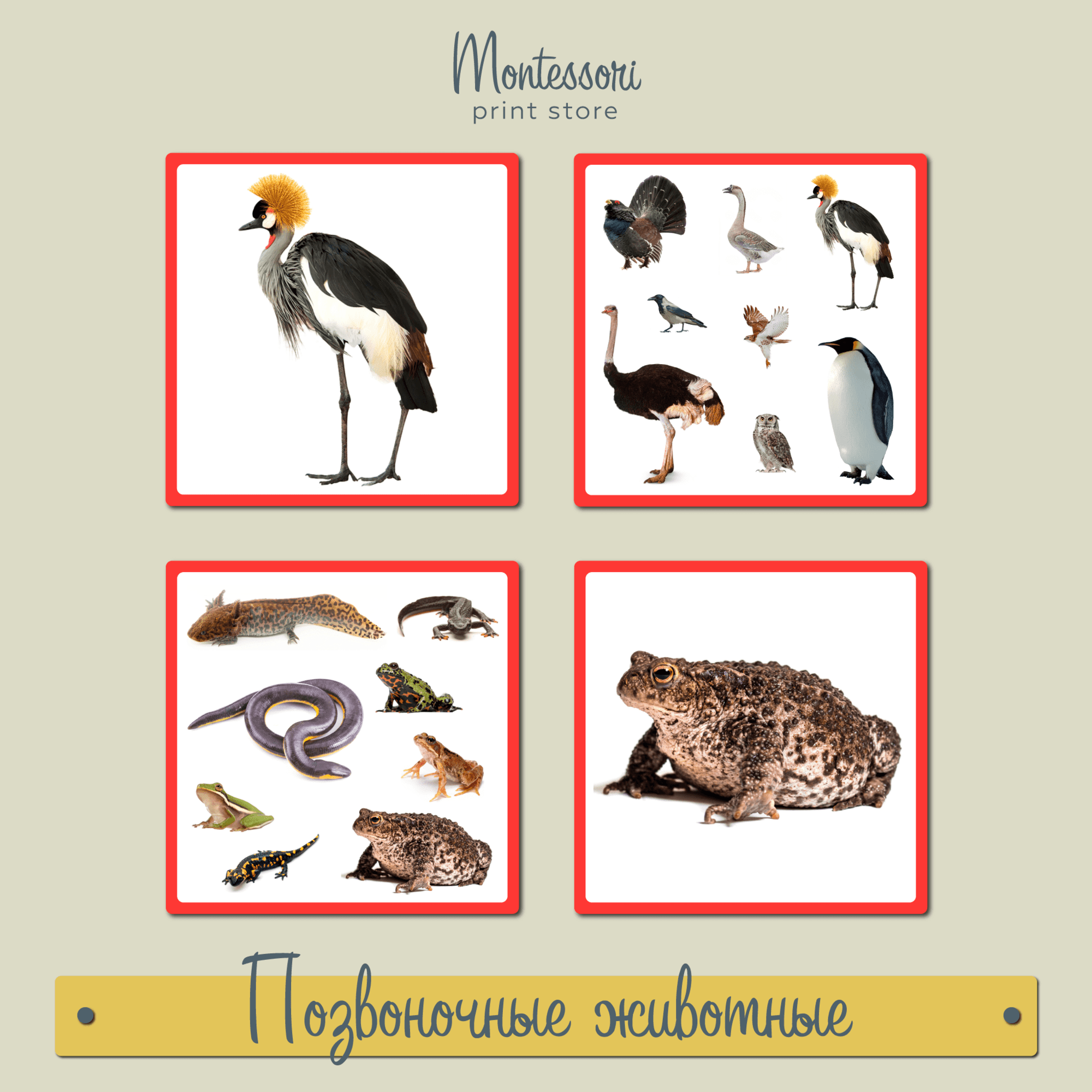 Позвоночные животные - карточки Монтессори купить и скачать