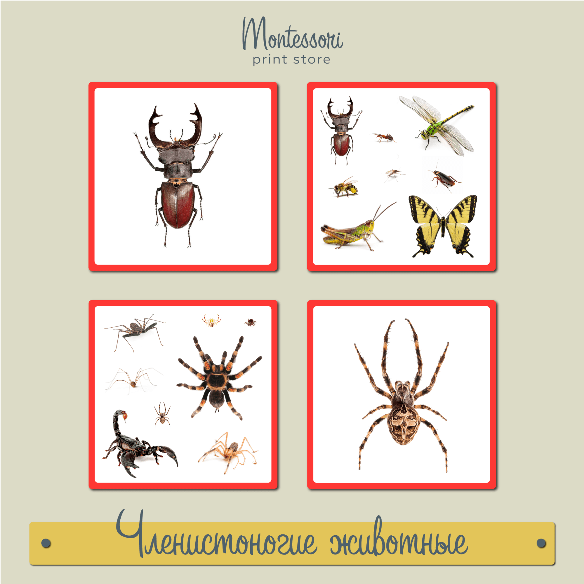 Членистоногие животные - карточки Монтессори купить и скачать