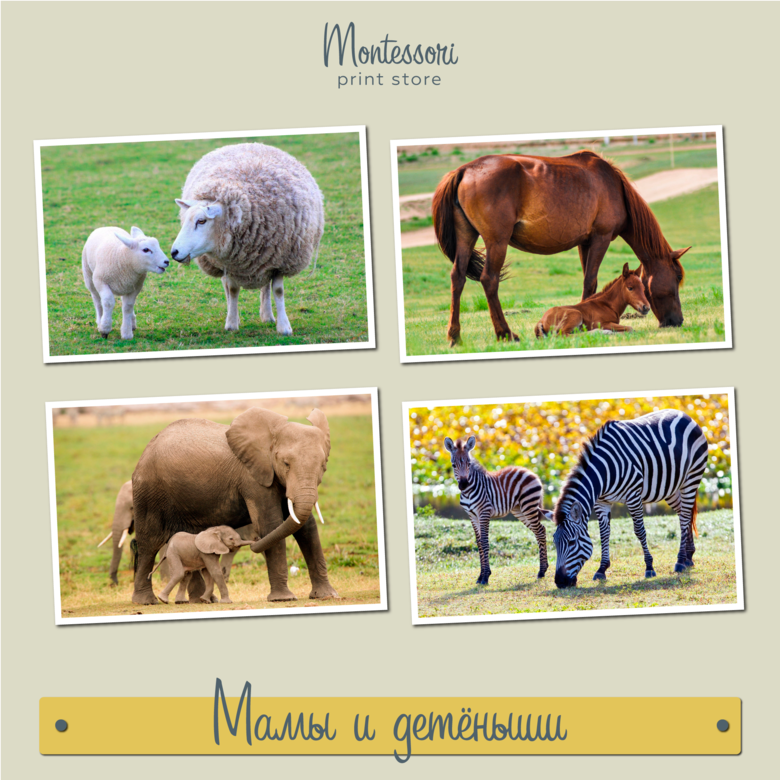 Мамы и детеныши - карточки Монтессори купить, скачать