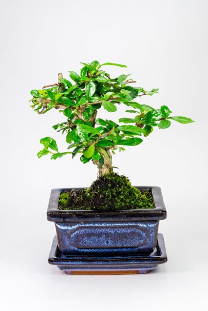 БОНСАЙ КАРМОНА 20СМ