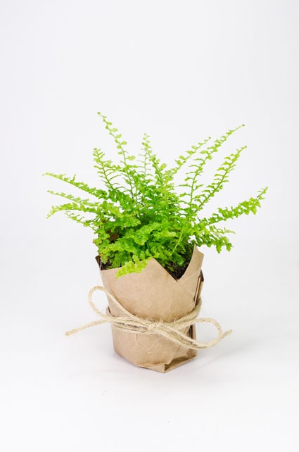 НЕФРОЛЕПИС 5СМ