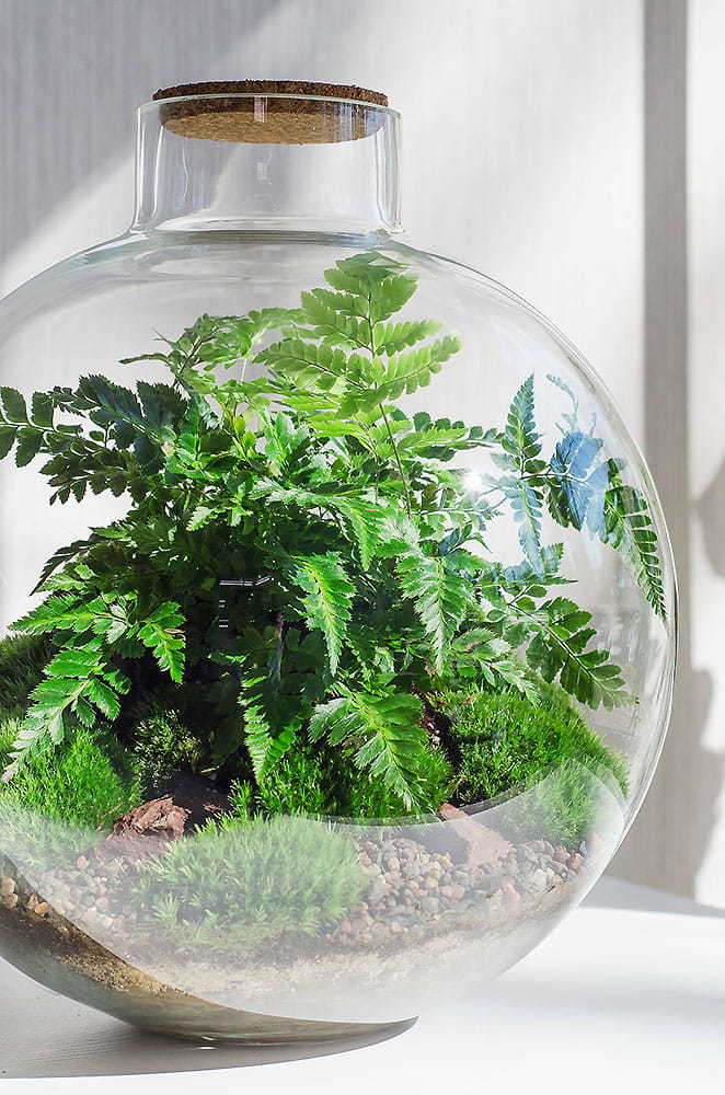 ФЛОРАРИУМ BUBBLE