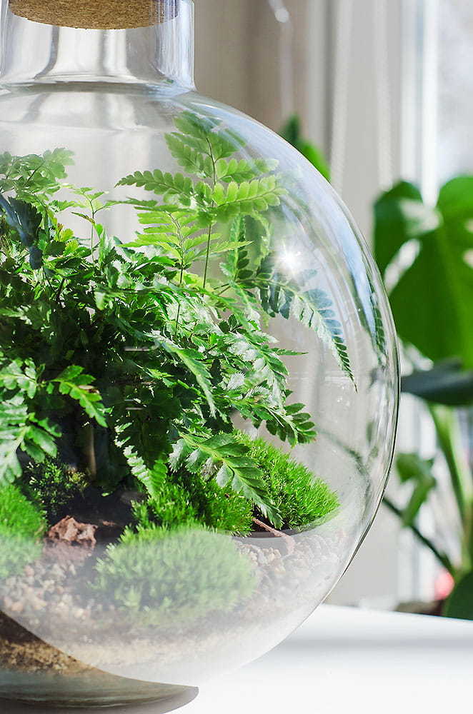 ФЛОРАРИУМ BUBBLE