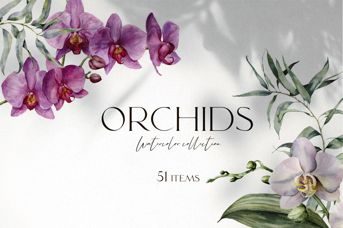 Orchids watercolor flowers illustrations