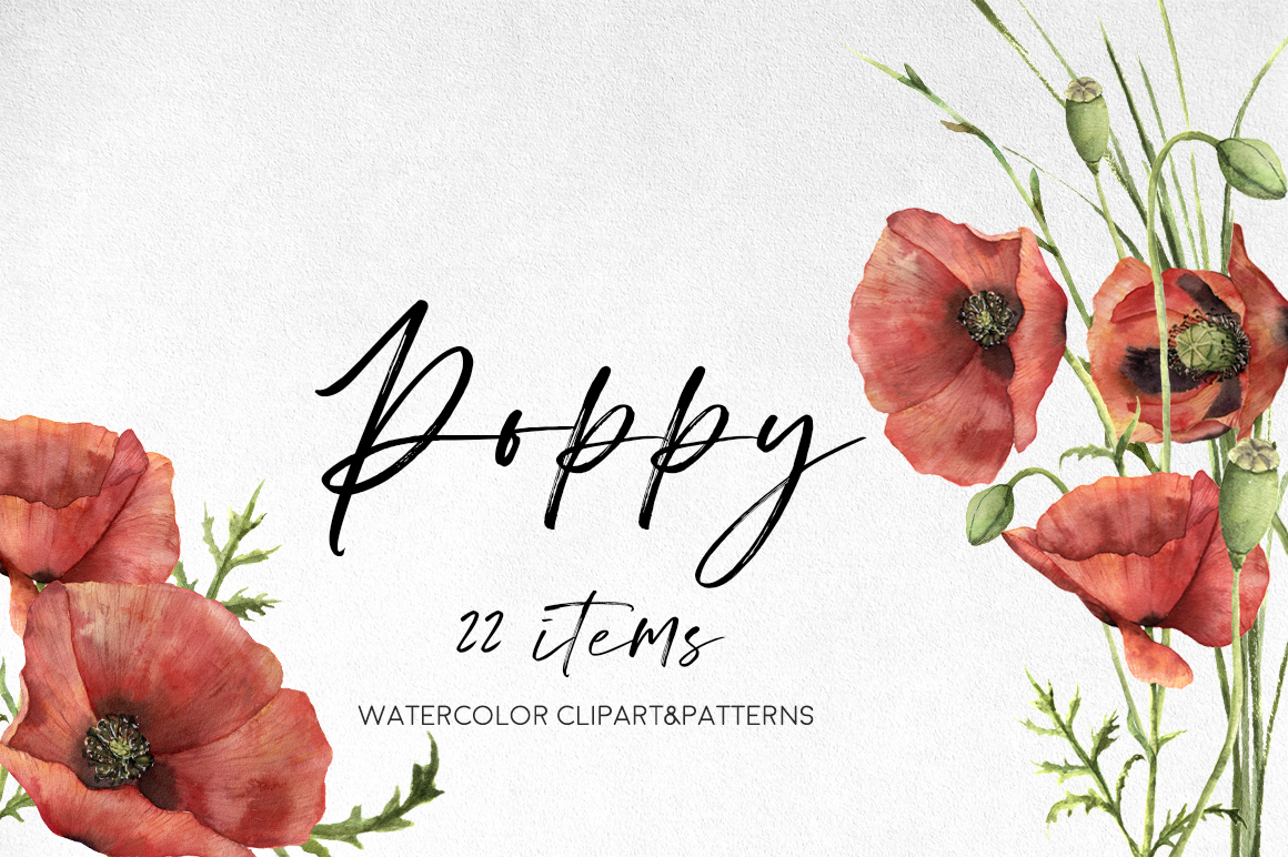 Poppies: flowers in red. Watercolor